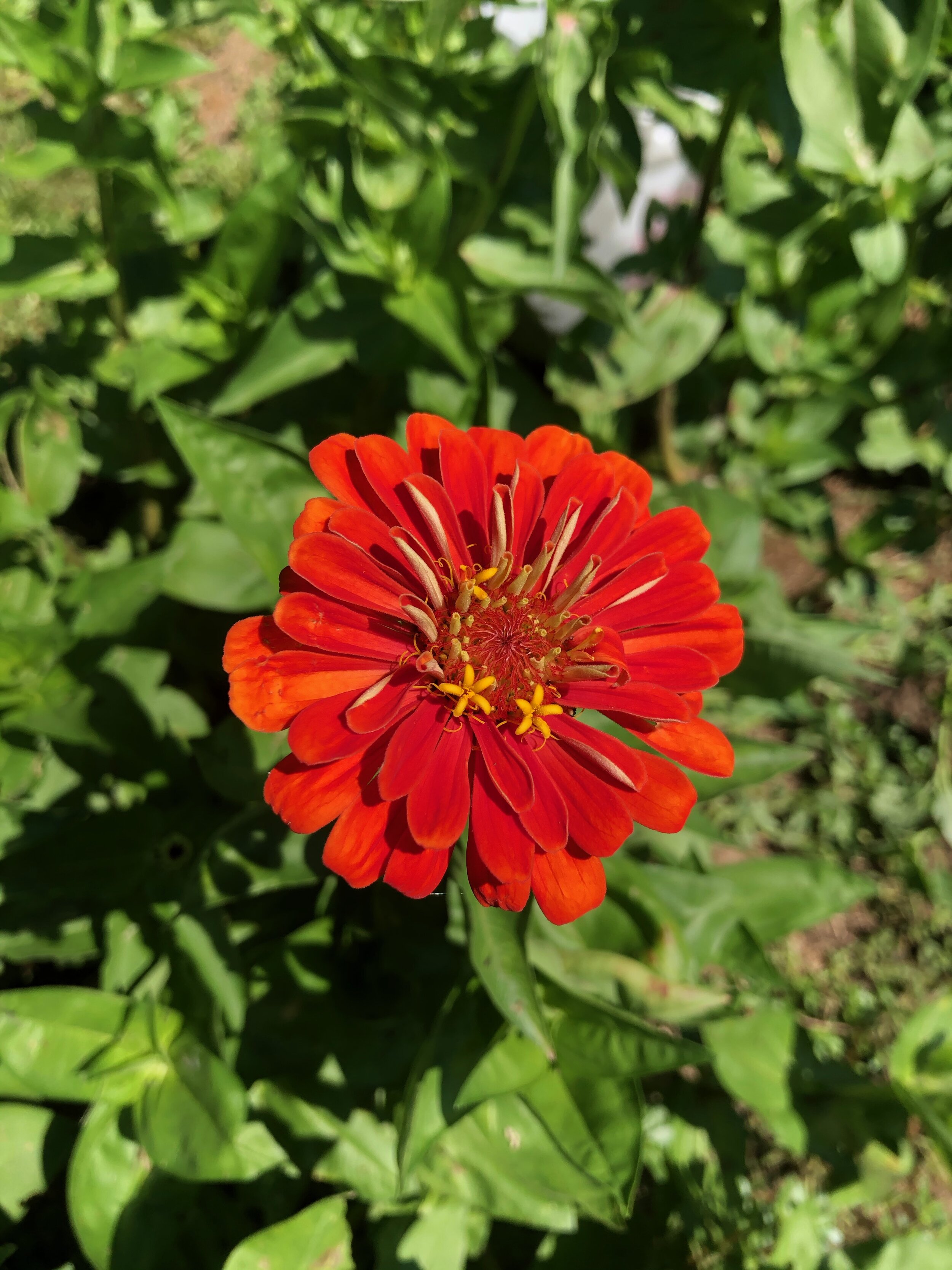 Zinnia