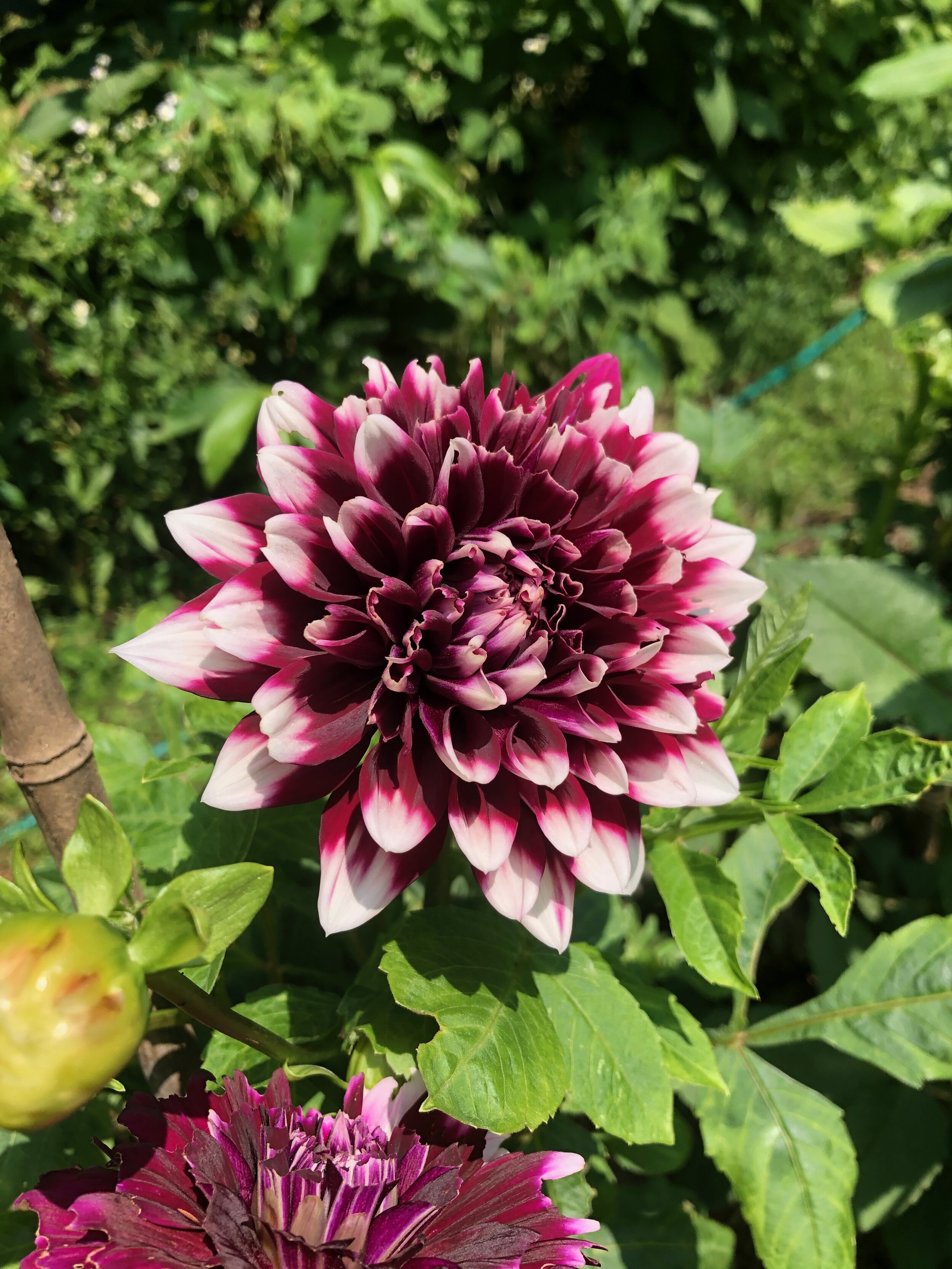 Dahlia