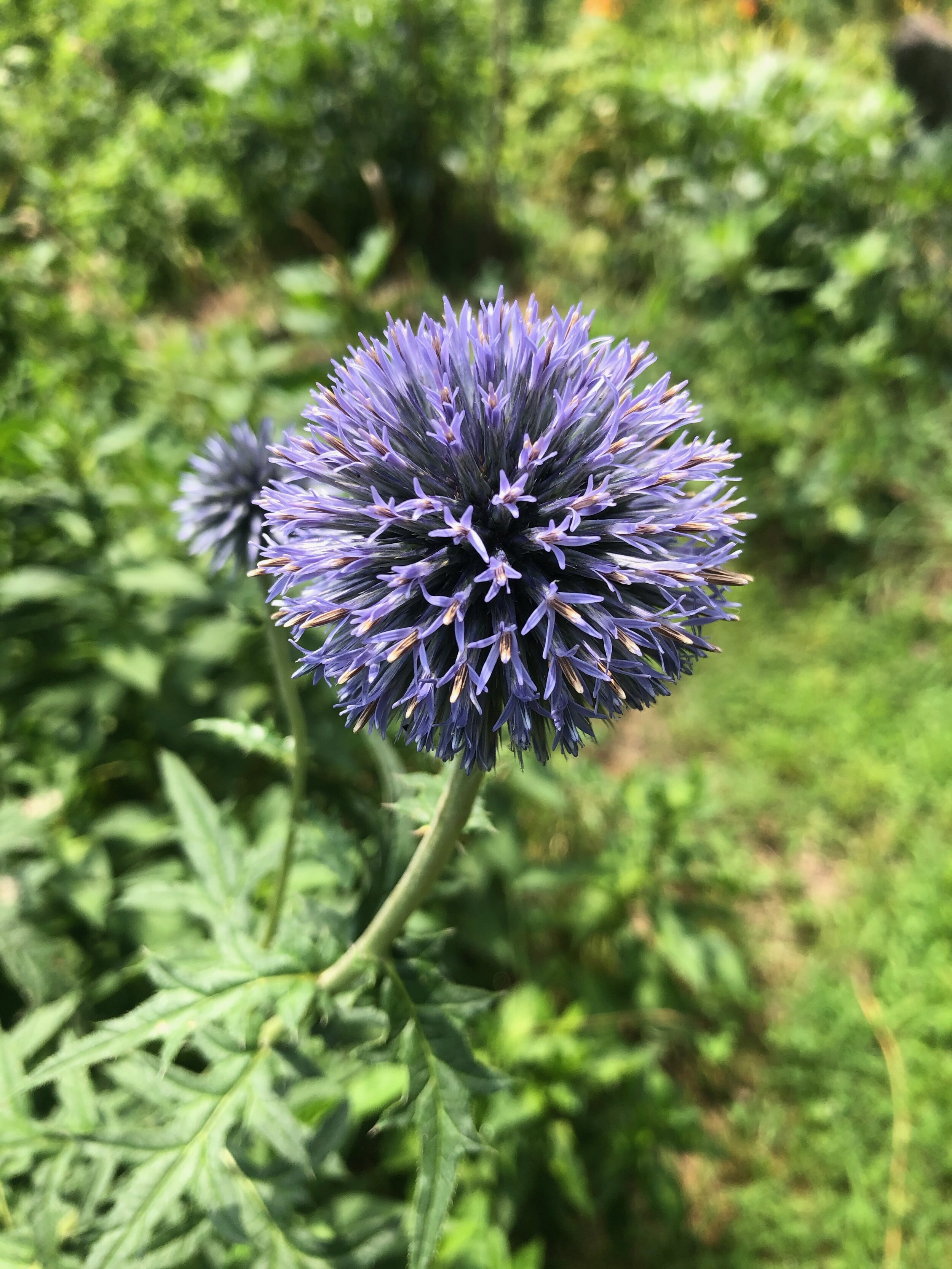 Globe Thistle