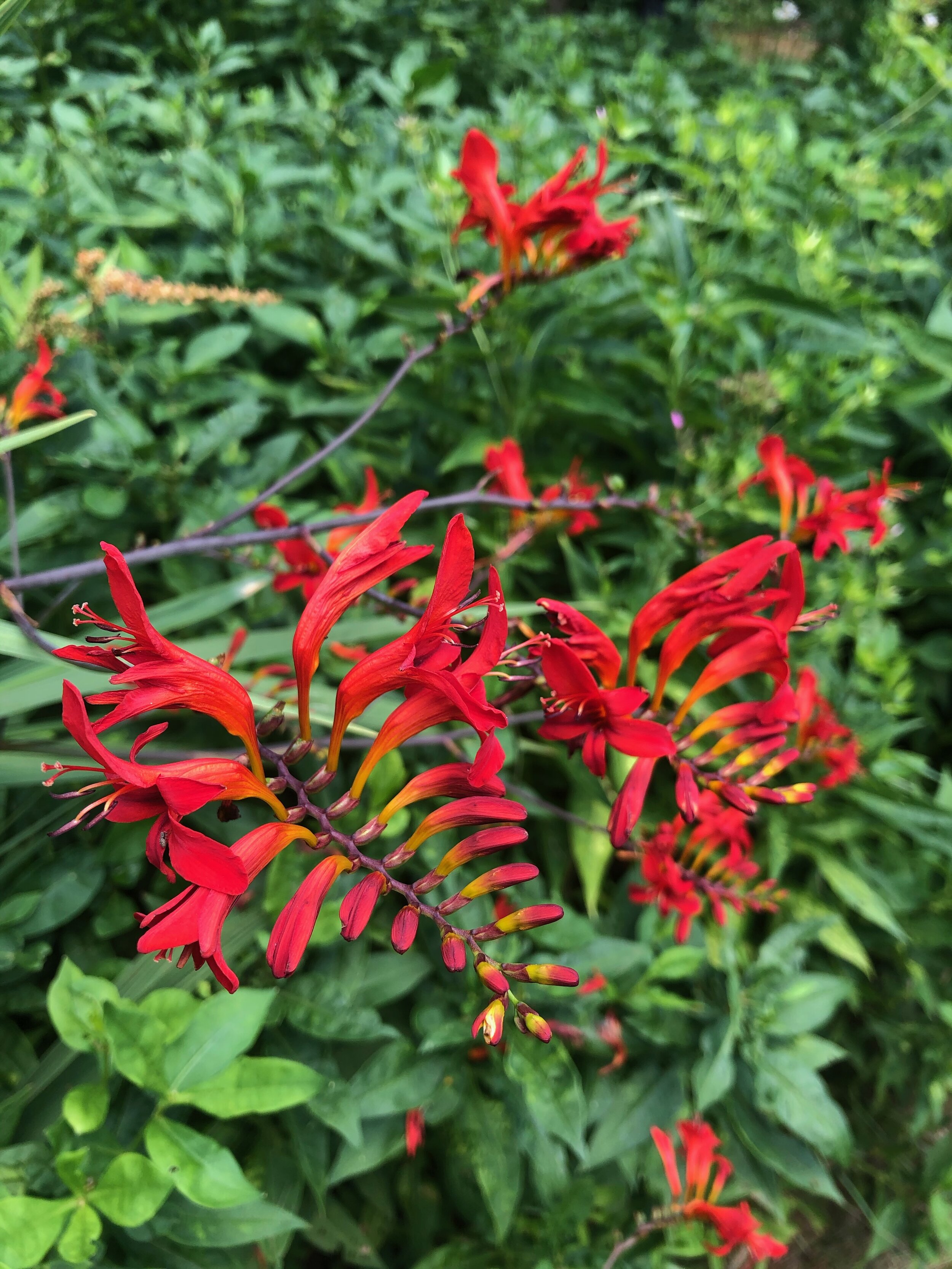 Caesalpinia