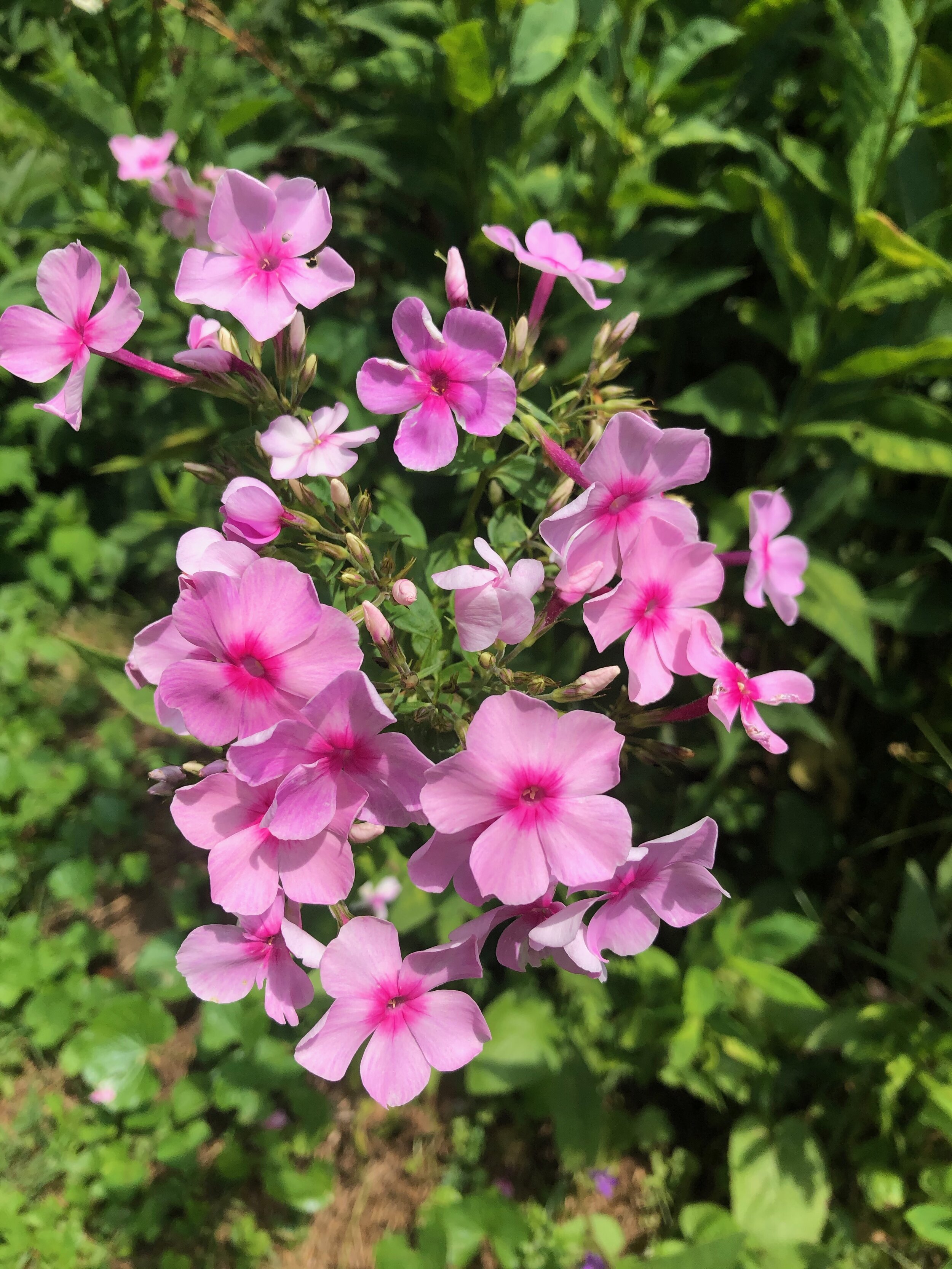 Phlox