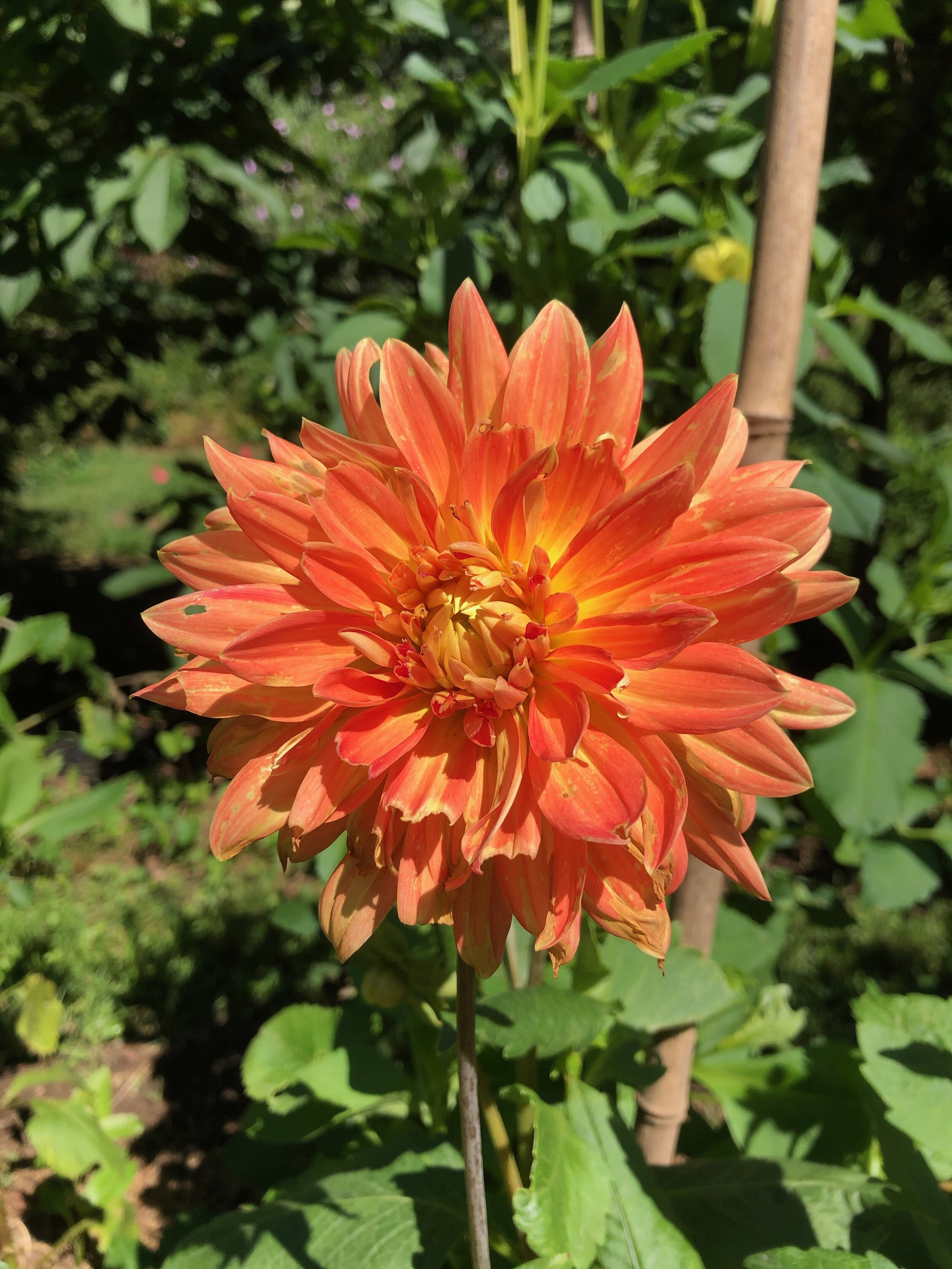 Dahlia