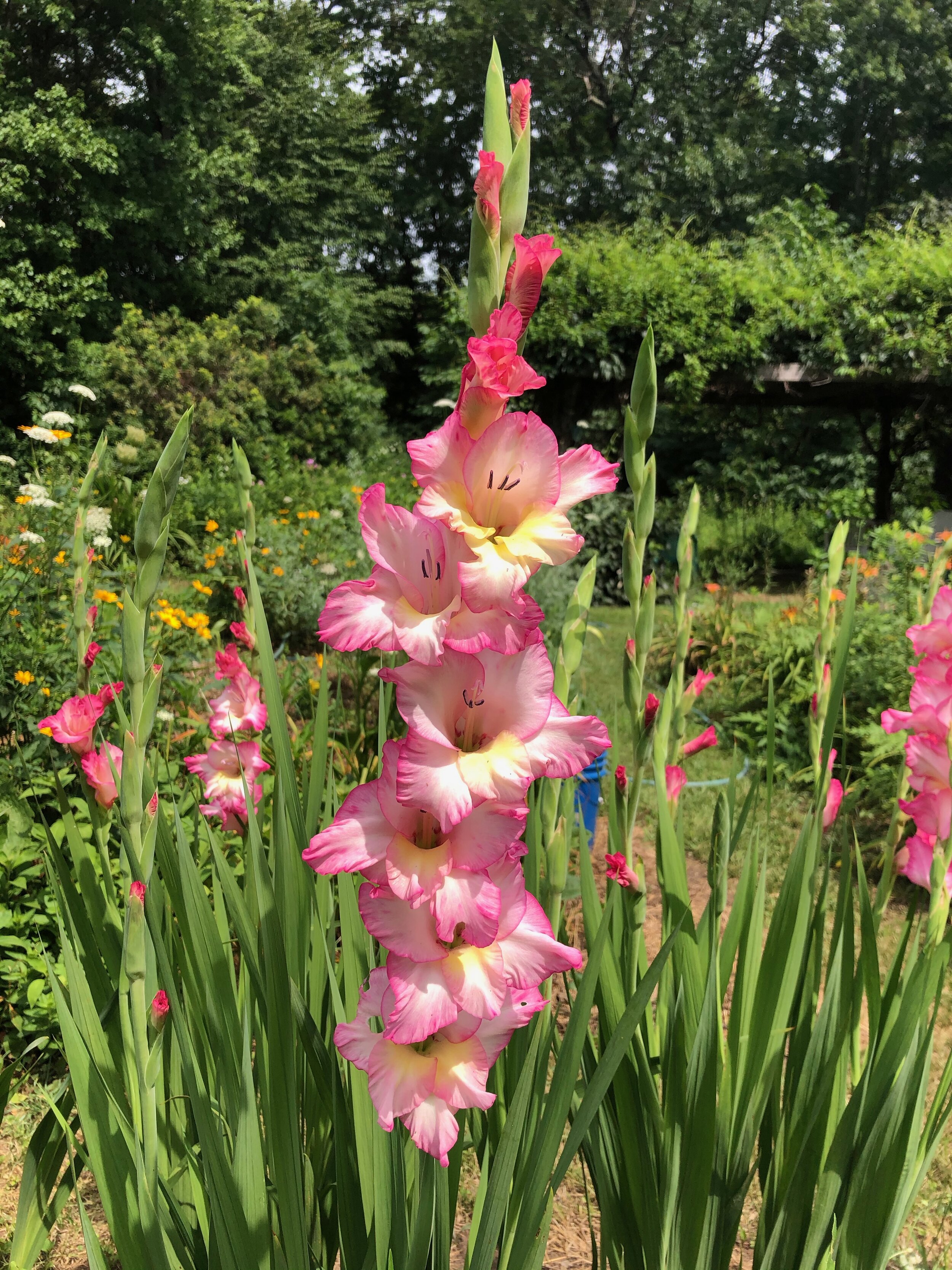 Gladiolus