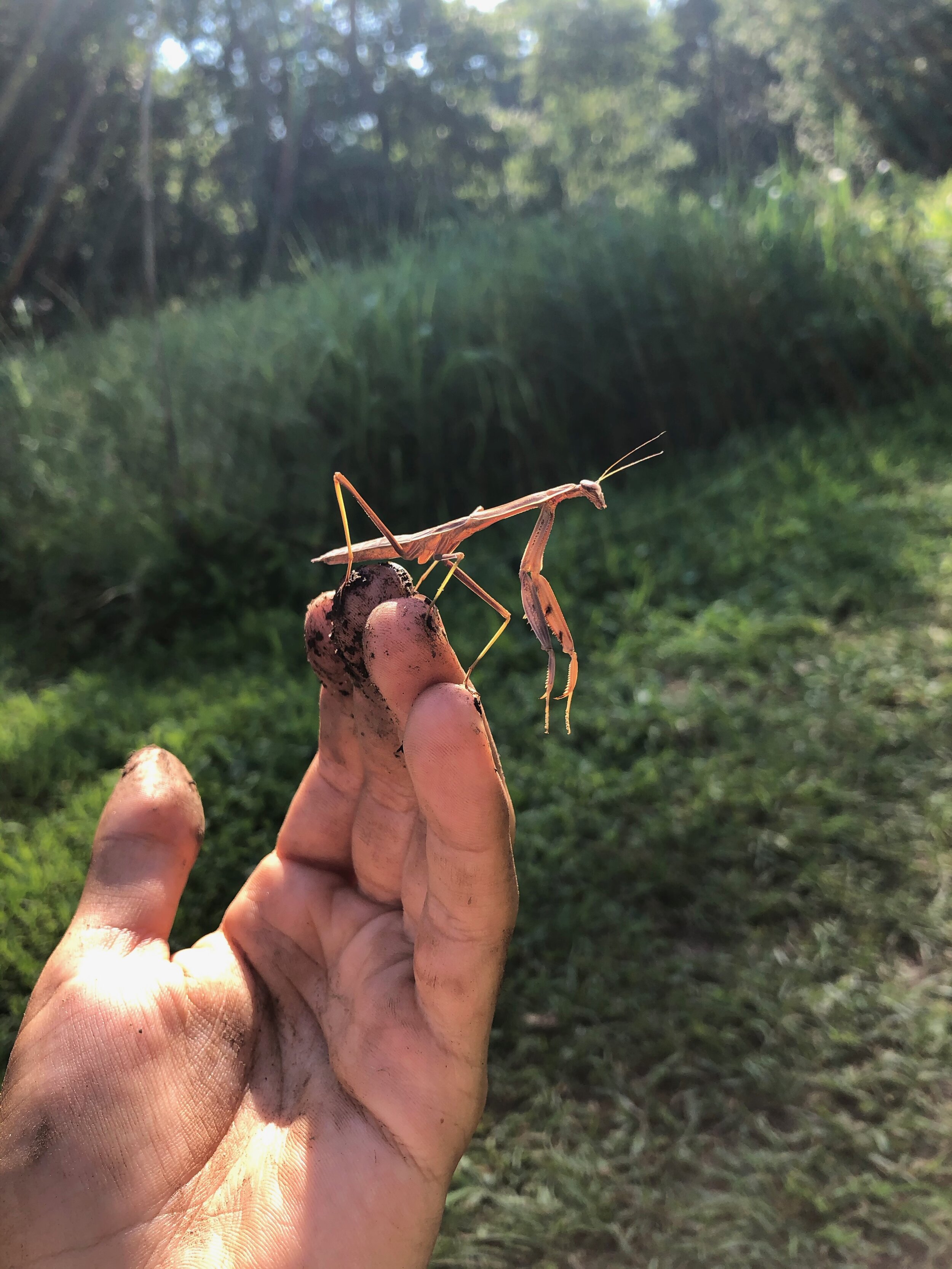 Young Praying Mantis