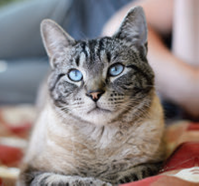 BC SPCA kitty.png