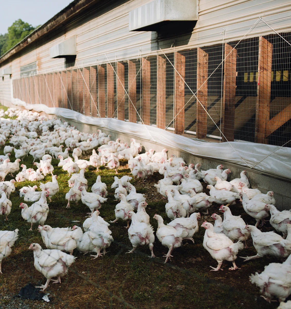 Chickens roam outside their house at Redbud Acres