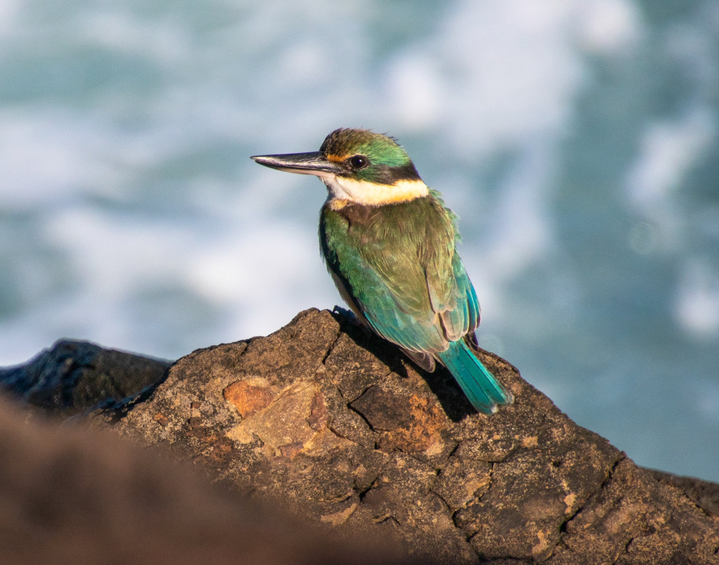 Sea birds