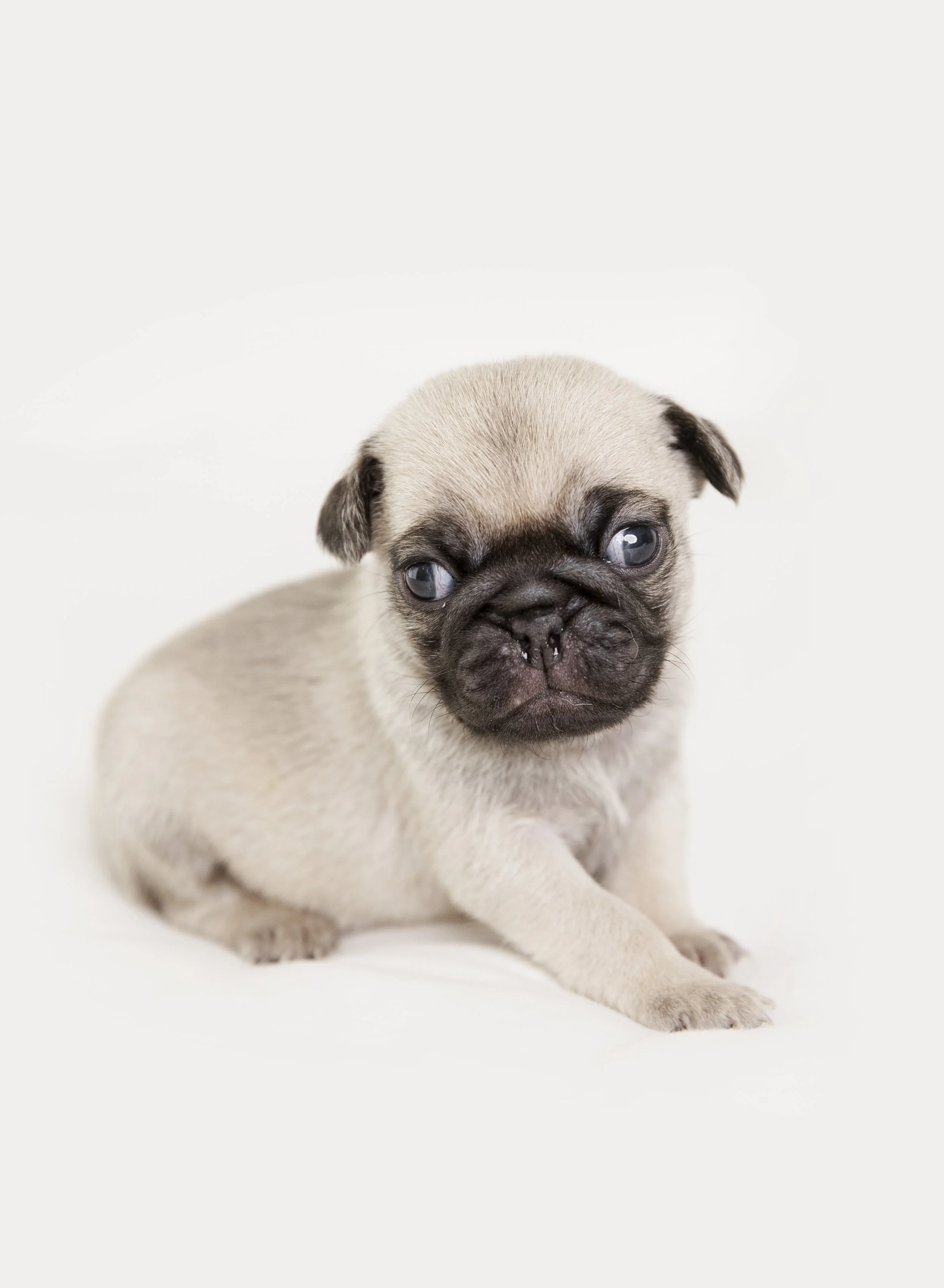 A cute, small pug puppy with a fawn-colored coat and dark face, sitting on a white background.