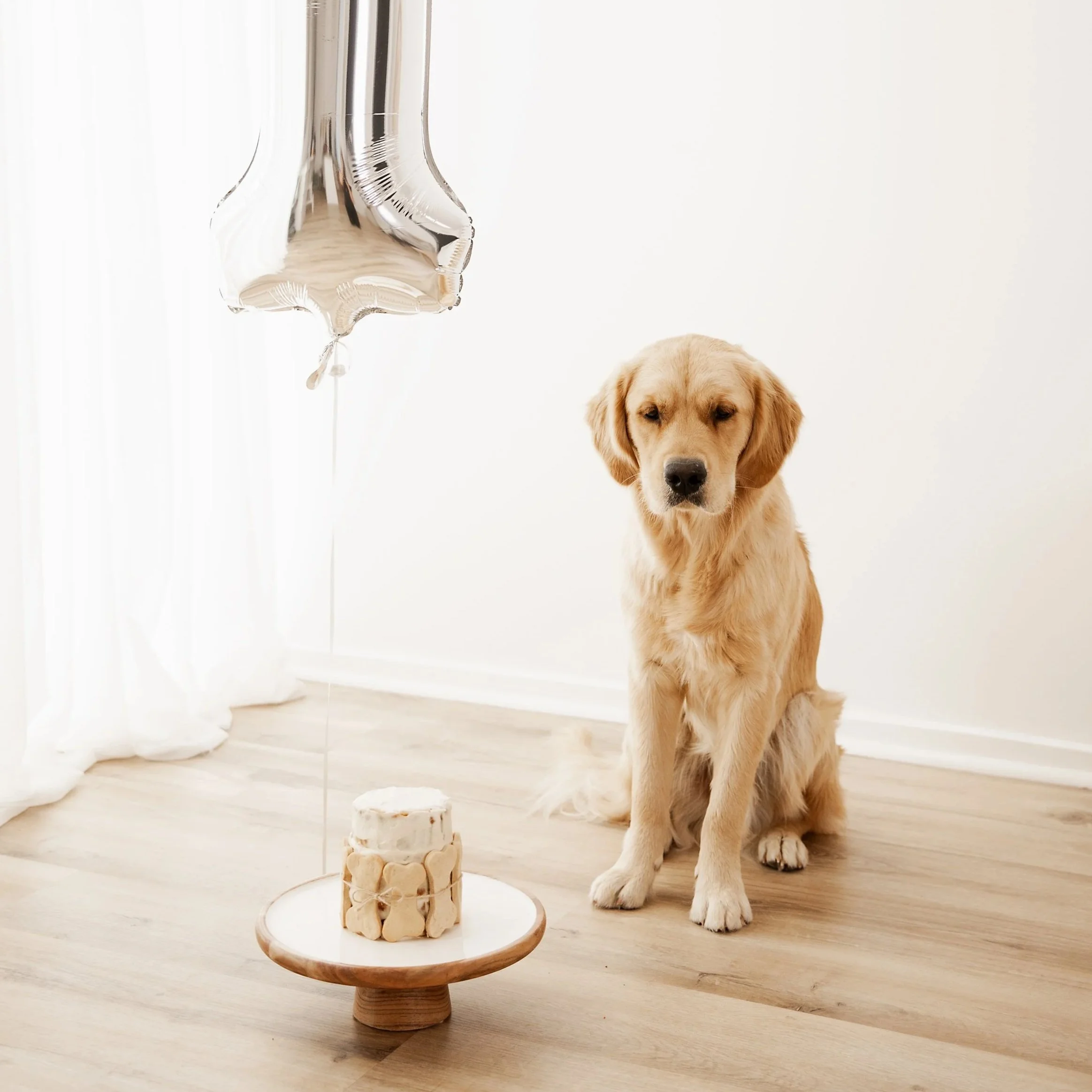 Golden retriever puppy sitting indoors next to a small cake on a stand, with a silver balloon nearby, against a white wall and wooden floor.