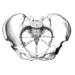 bony-pelvis-9-728-150x150.jpg