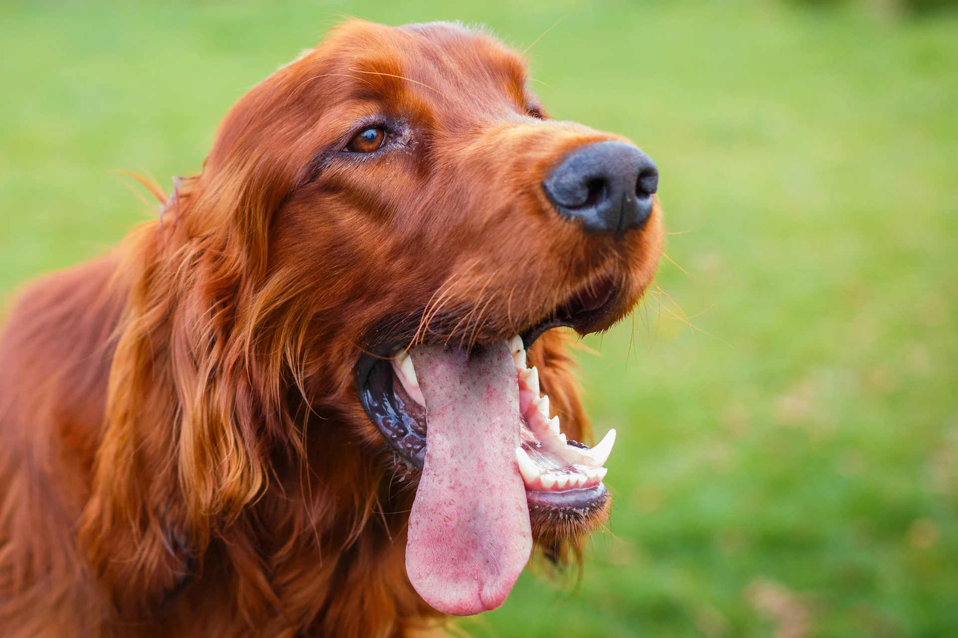 healthy-raw-pet-food-Irish-Setter.jpg