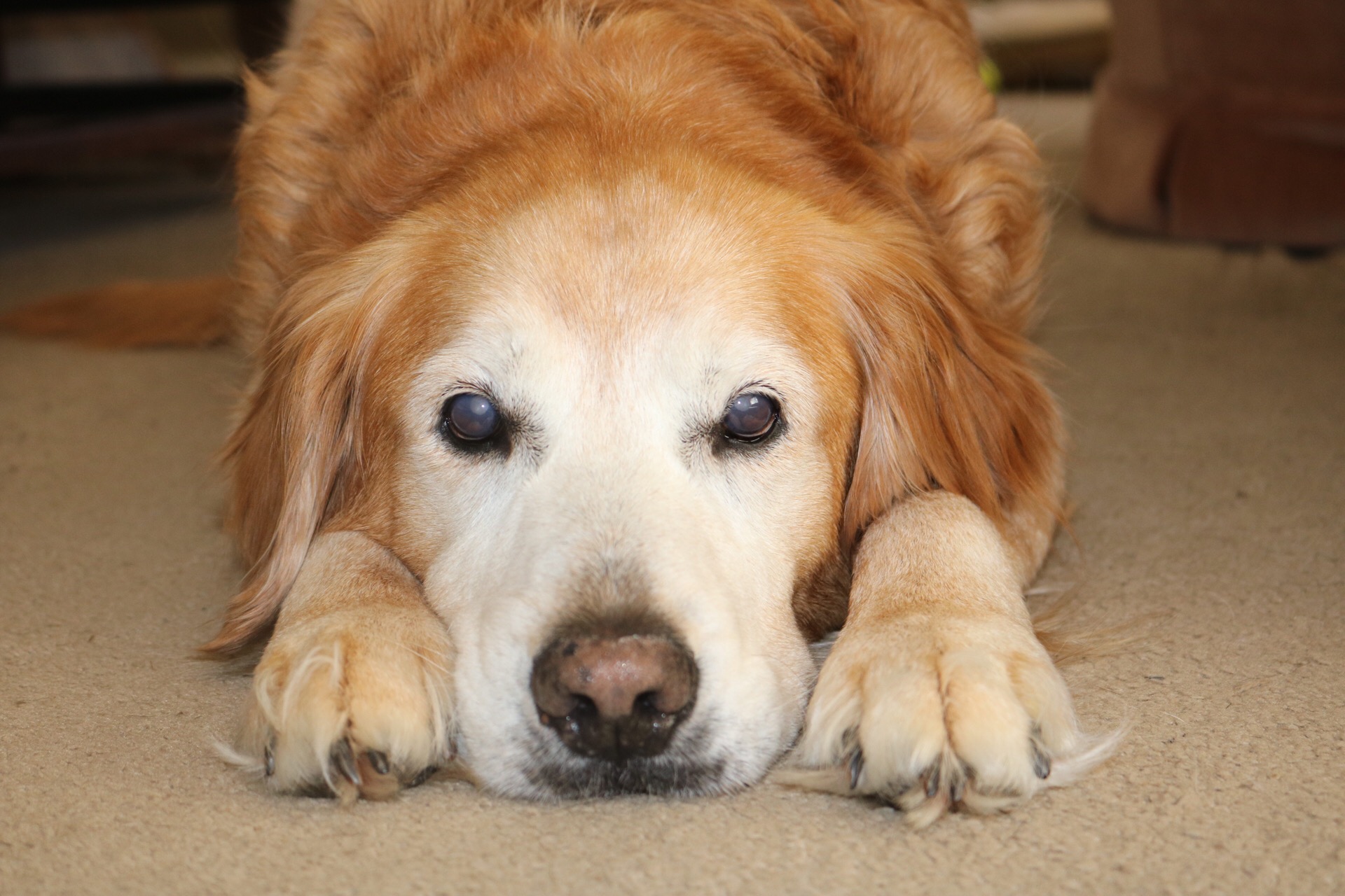 Golden Posing