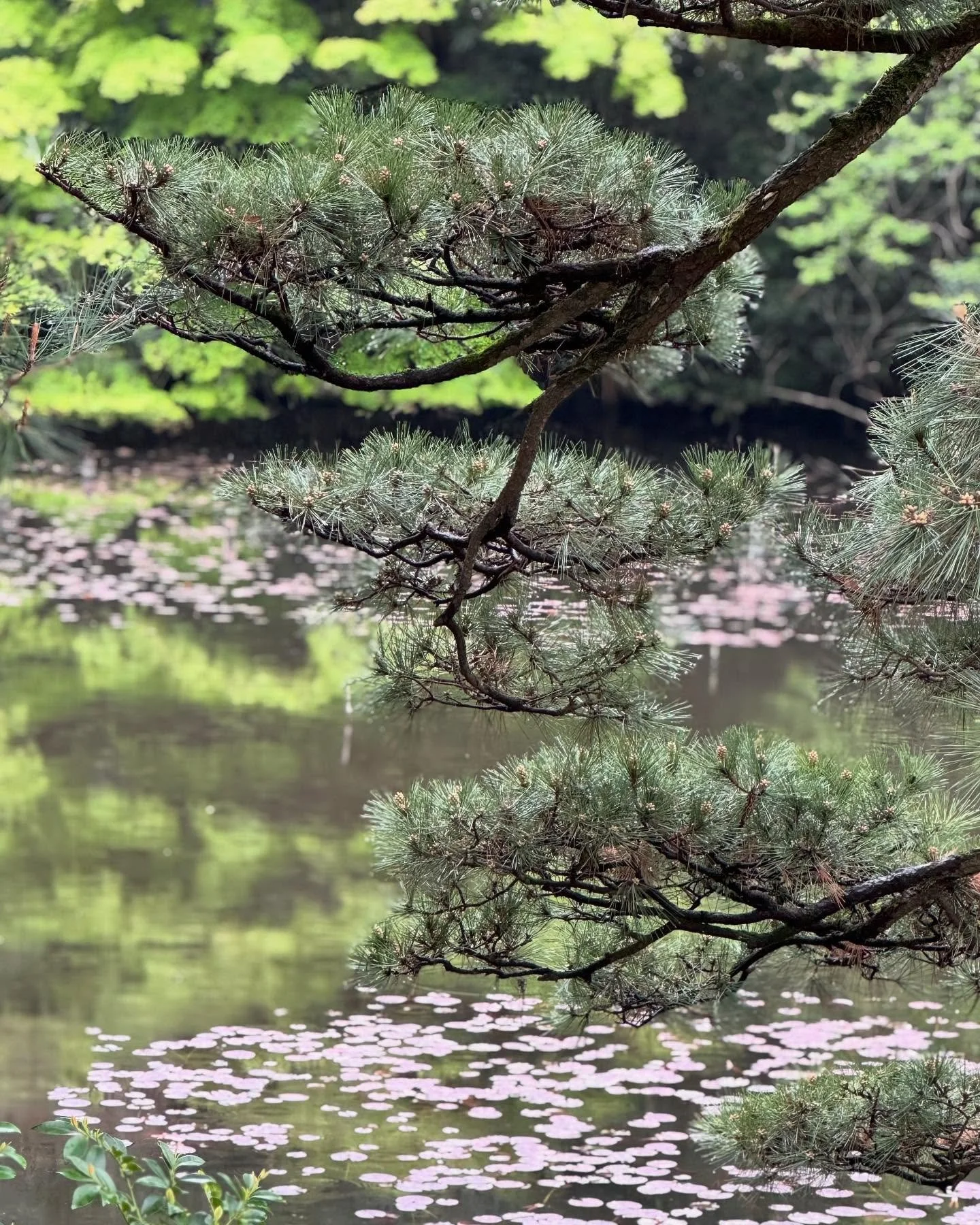 A beautiful start to are Japan tour in Tokyo!❤️ 🇯🇵 #japan #sakura #travelwithfriends