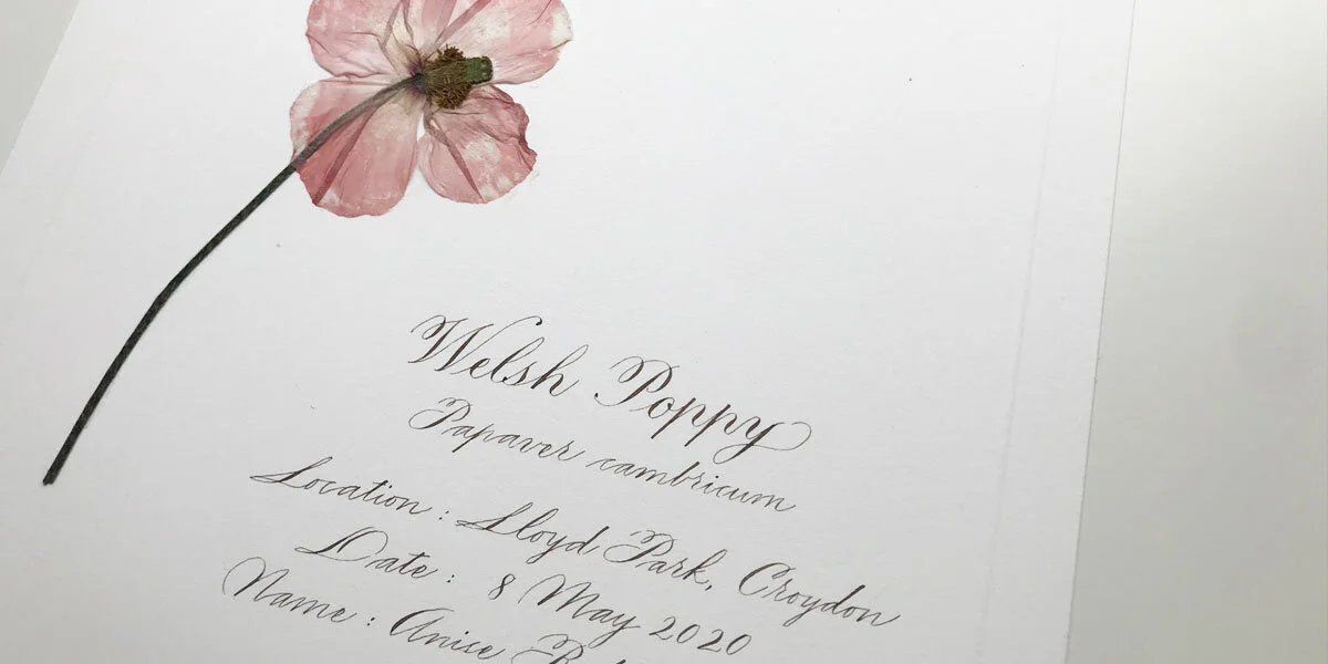 Pressing flowers and Herbarium sheets the perfect COVID19 activity