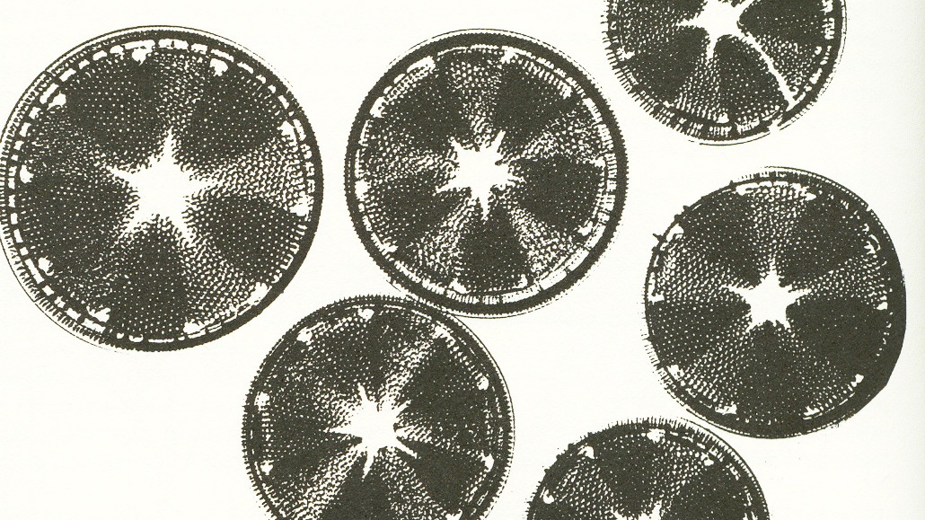 Algae