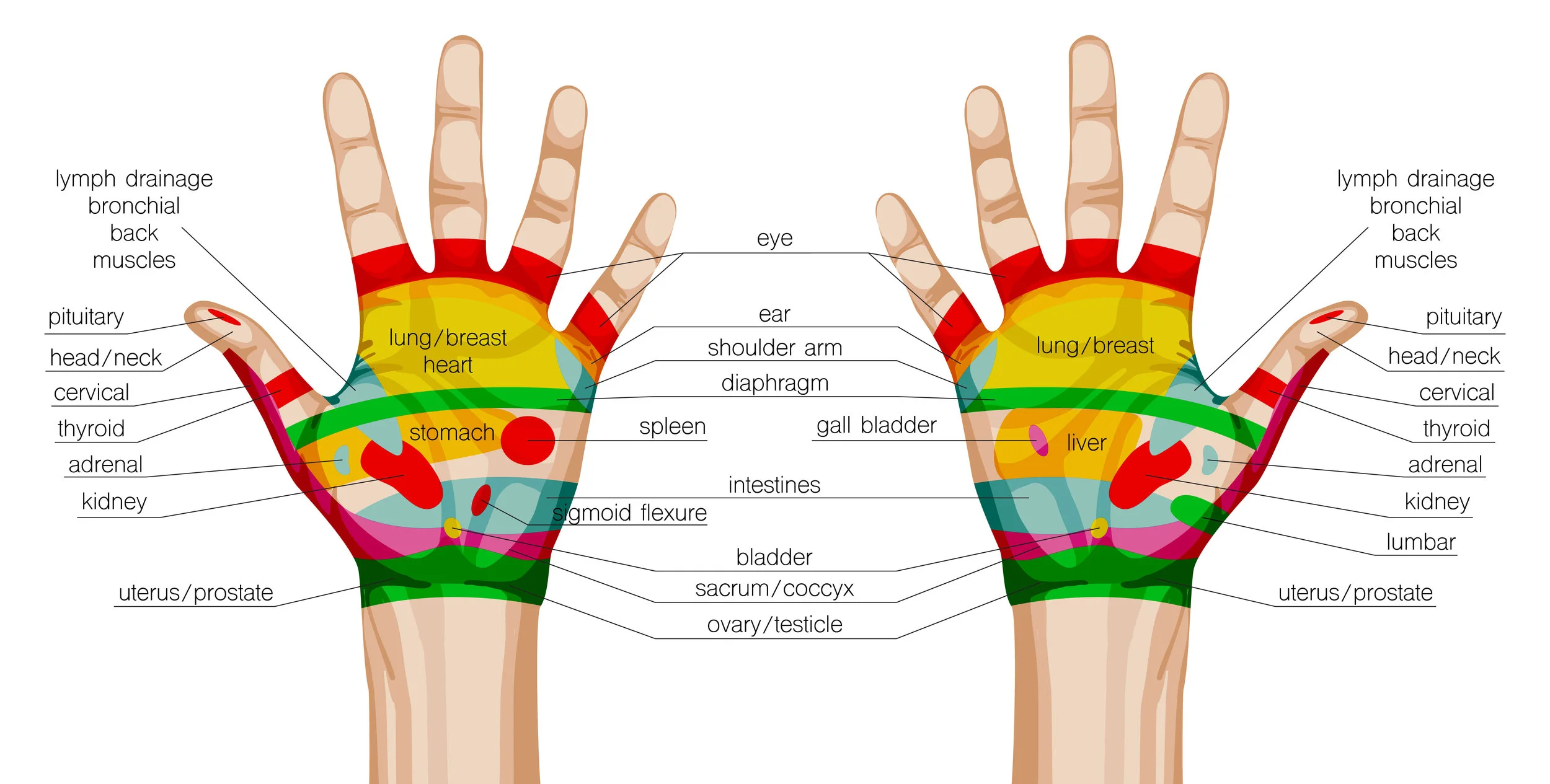 Reflexology Diagram