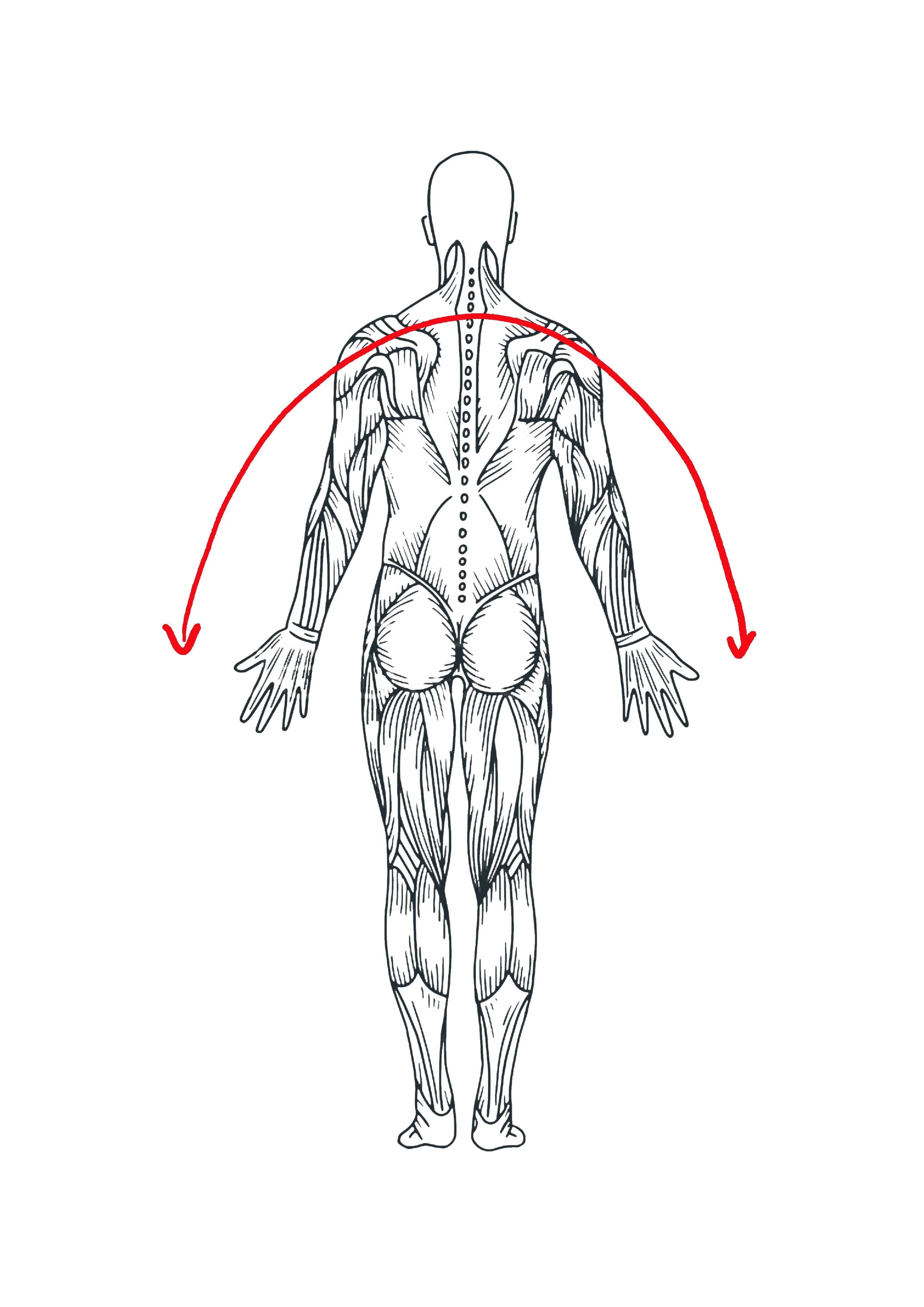 Blog The Primary Shapes in Guided Drawing The Arch — Institute for