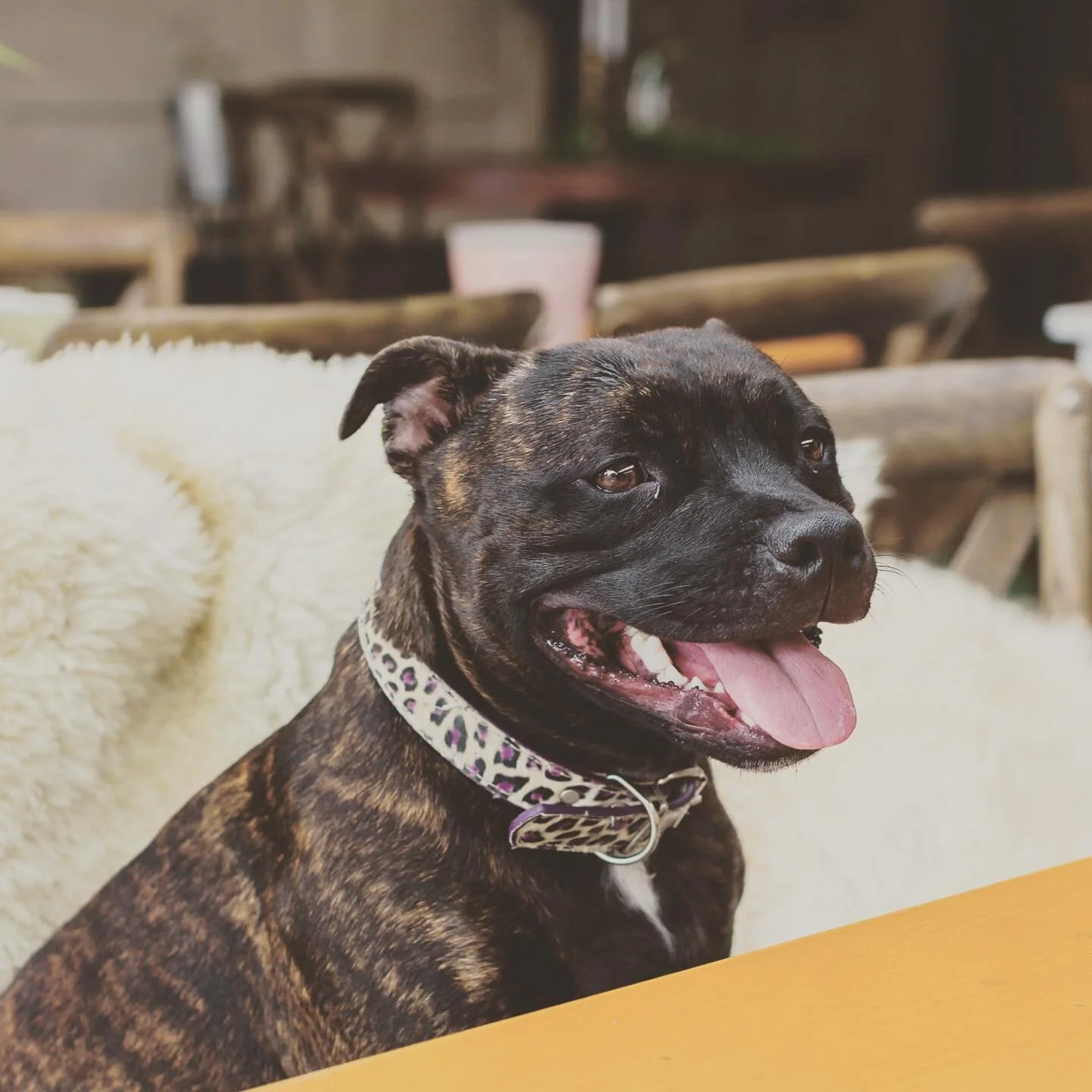 |
Good girl♡
⠀⠀⠀⠀⠀⠀⠀⠀⠀⠀⠀⠀
⠀⠀⠀⠀⠀⠀⠀⠀⠀
Venu: @matakanabarnweddings
⠀⠀⠀⠀⠀⠀⠀⠀⠀
#ニュージーランド
#スタッフィー
#犬スタグラム
#スタッフォードシャーブルテリア
#スタッフィー
#staffordshirebullterriersofinstagram 
#staffy
#humandog
