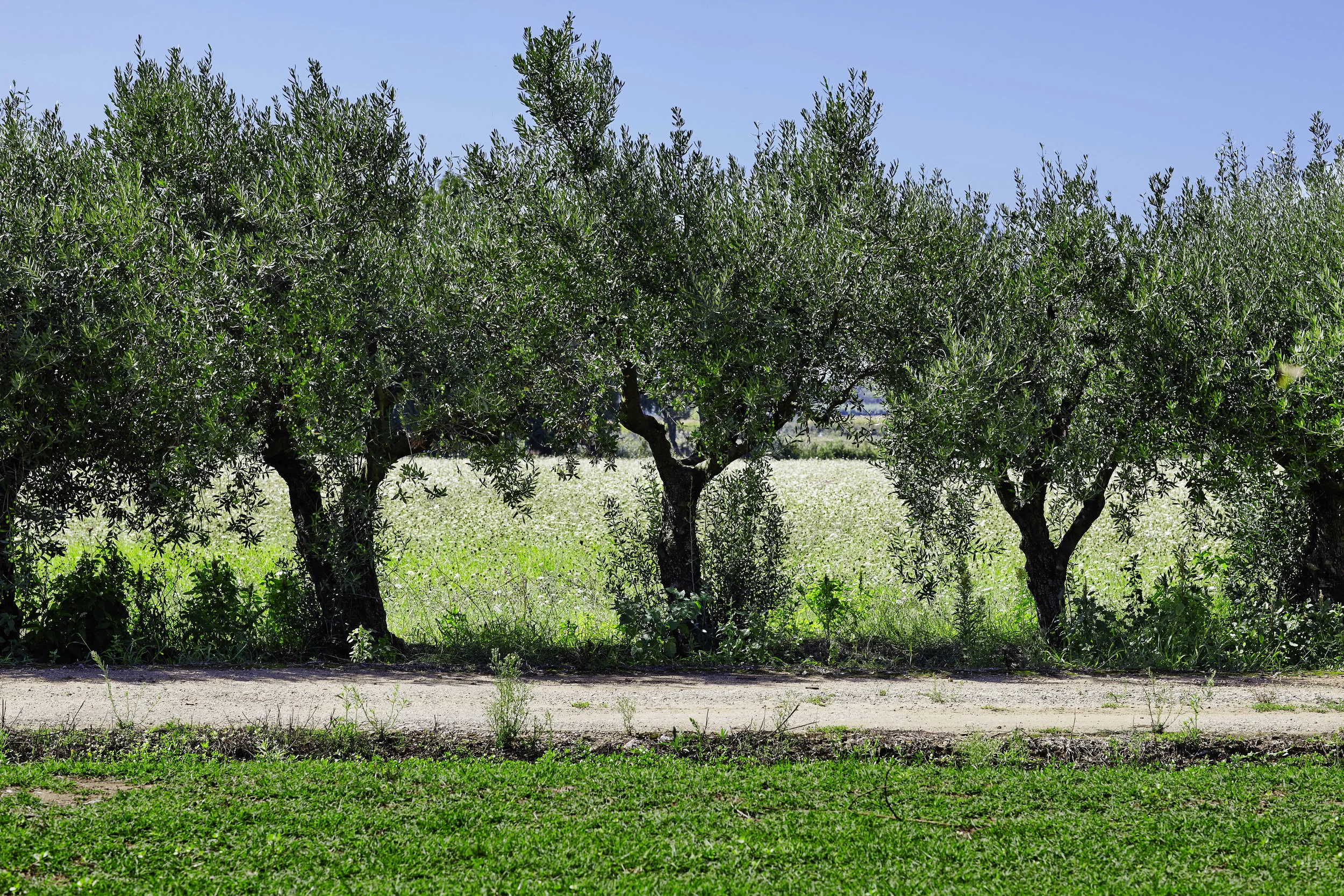 Villa_Matilde_Vigneti_0032.jpg