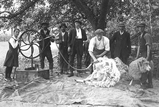 shearing-scene.jpg