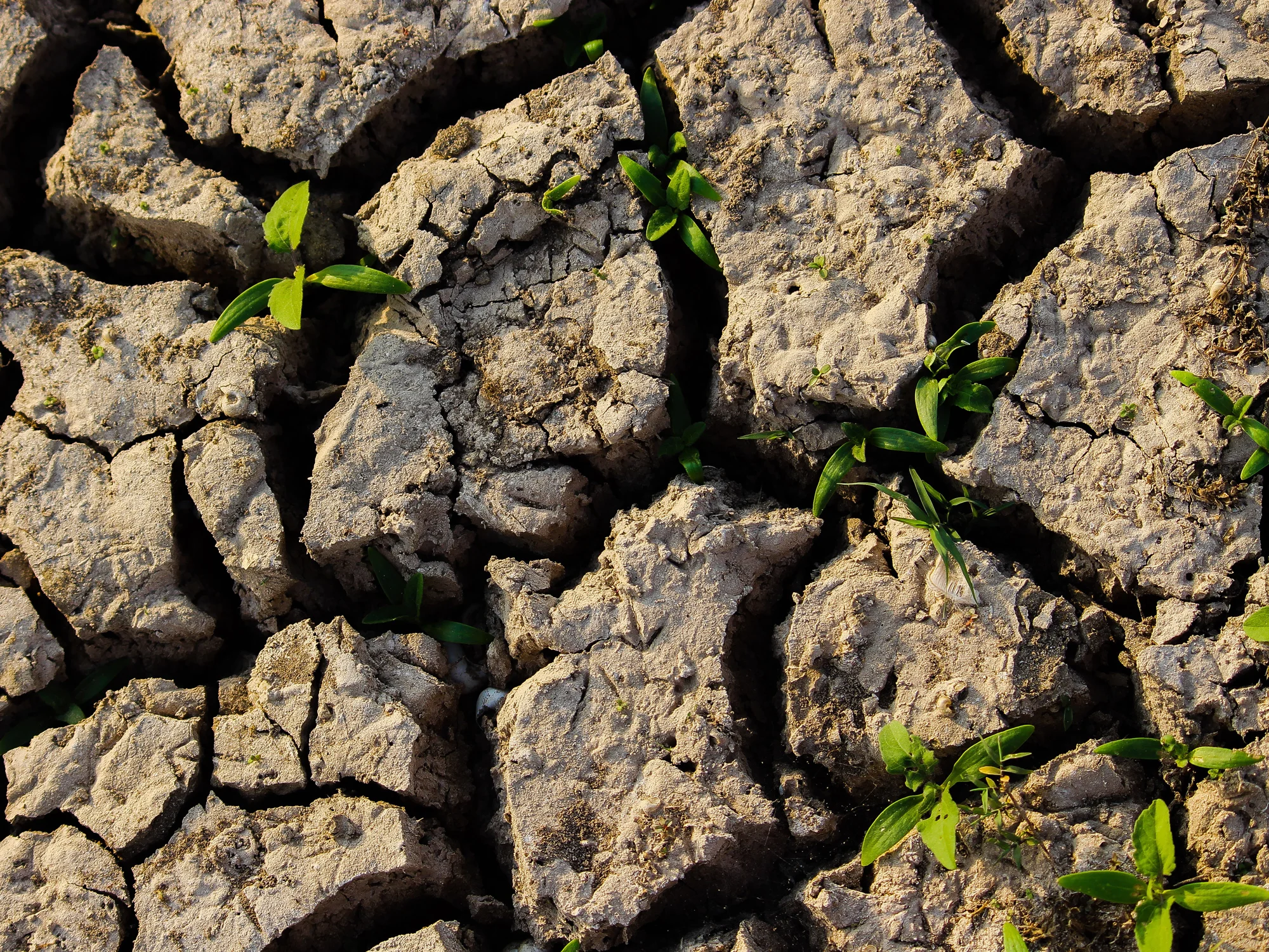 soil.jpg