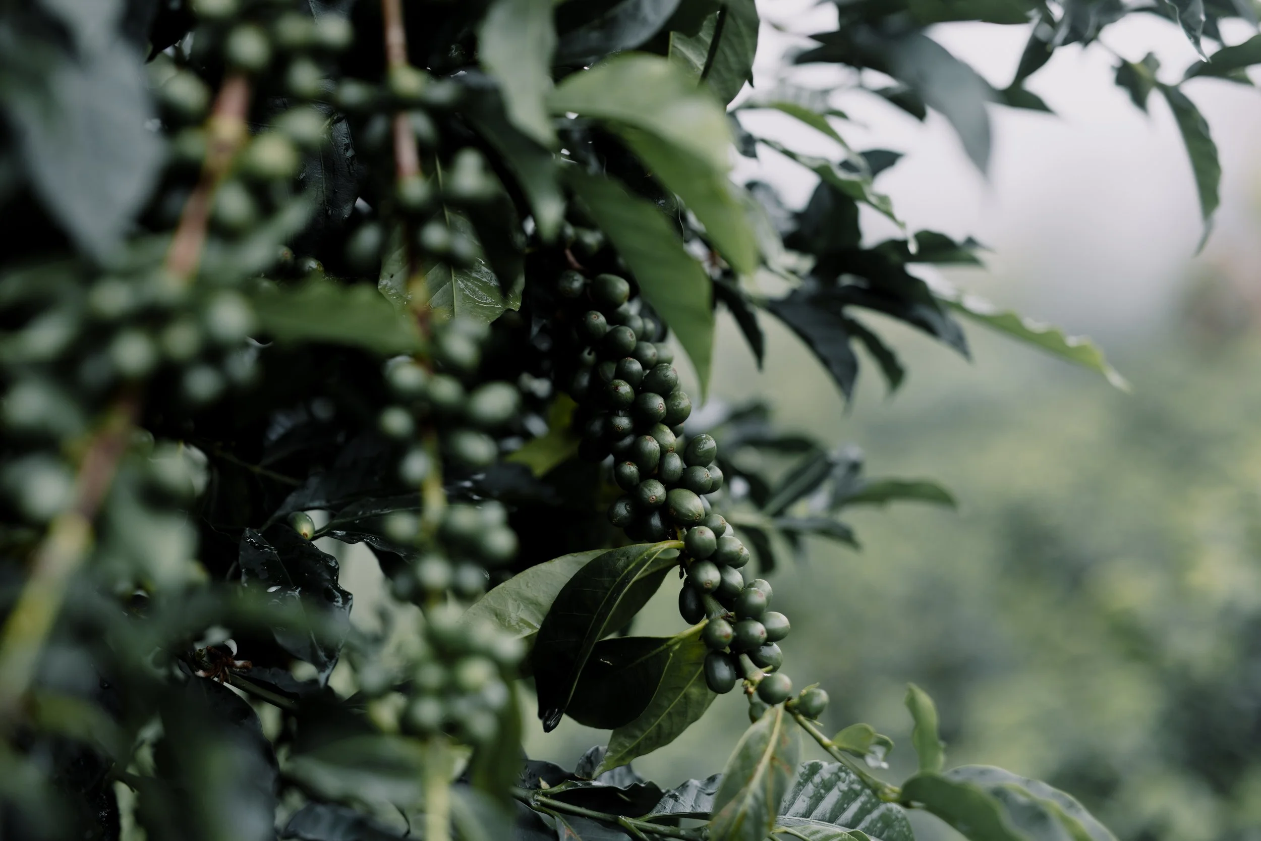 Colombia Bourbon AJI El Diviso