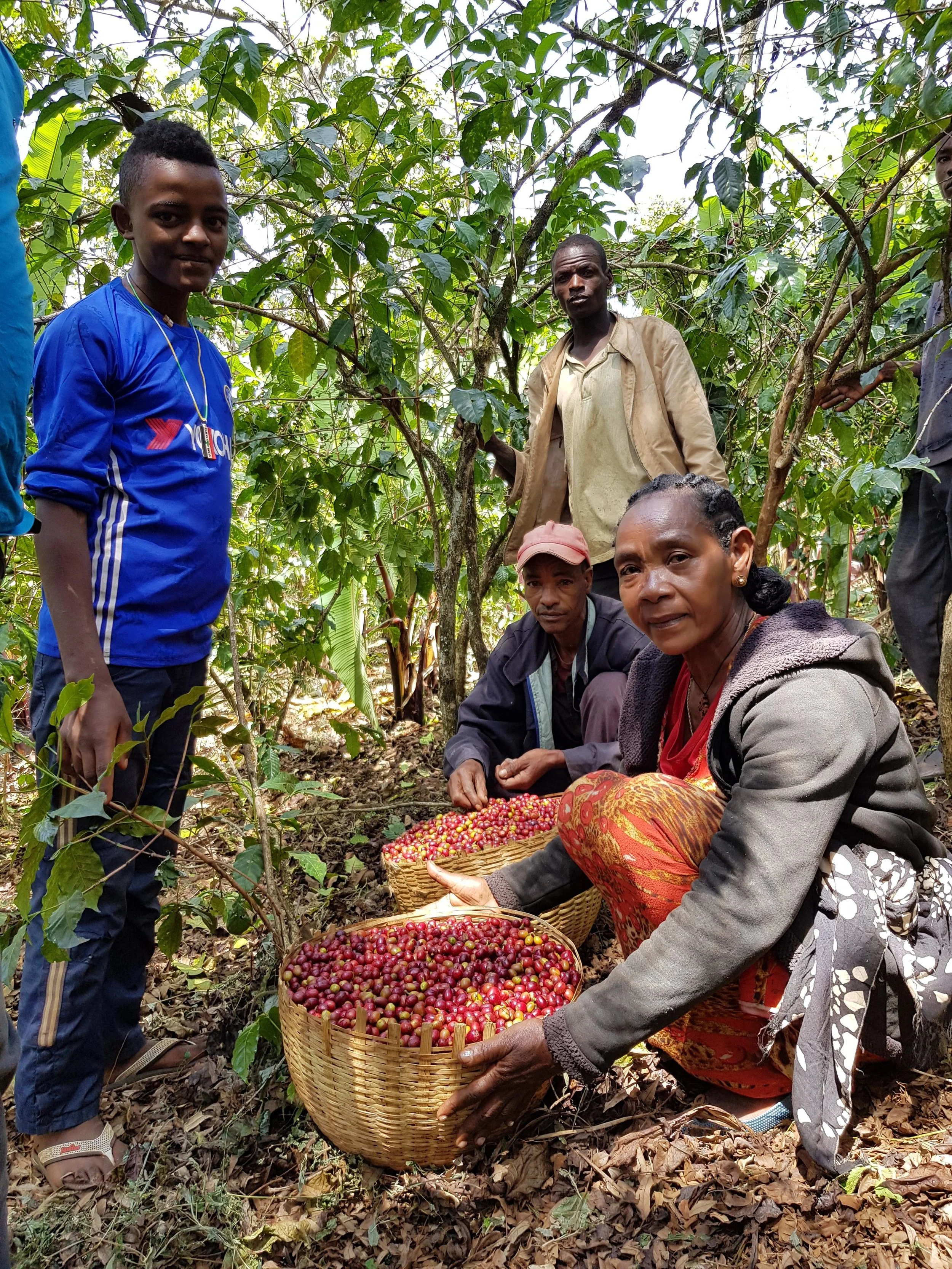 Etiopia Negele Gorbitu Magarrisa: la raccolta del caffè