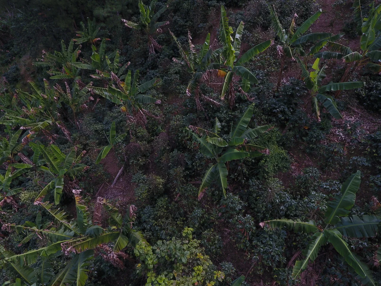 Honduras Finca Platanares, la piantagione