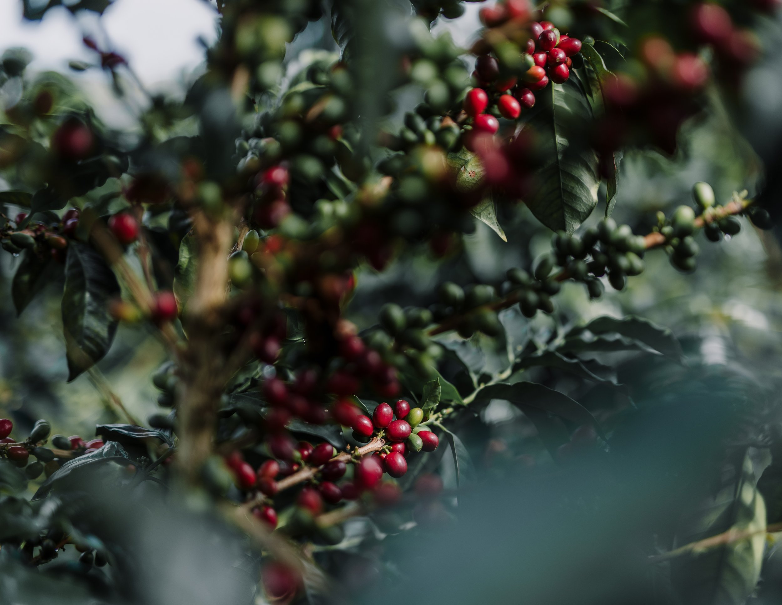 Colombia Papayo Motta Farm