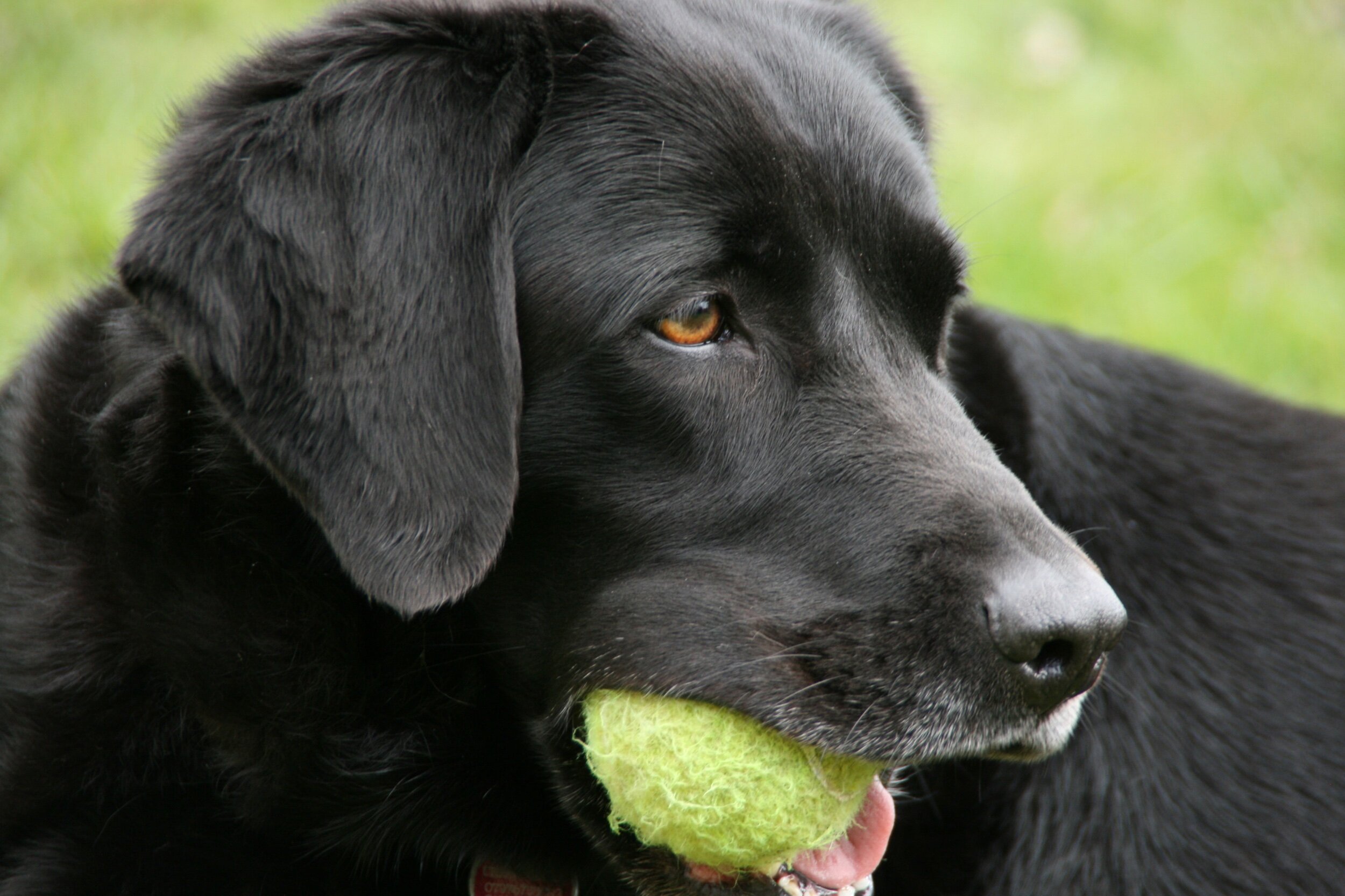Labrador with ball