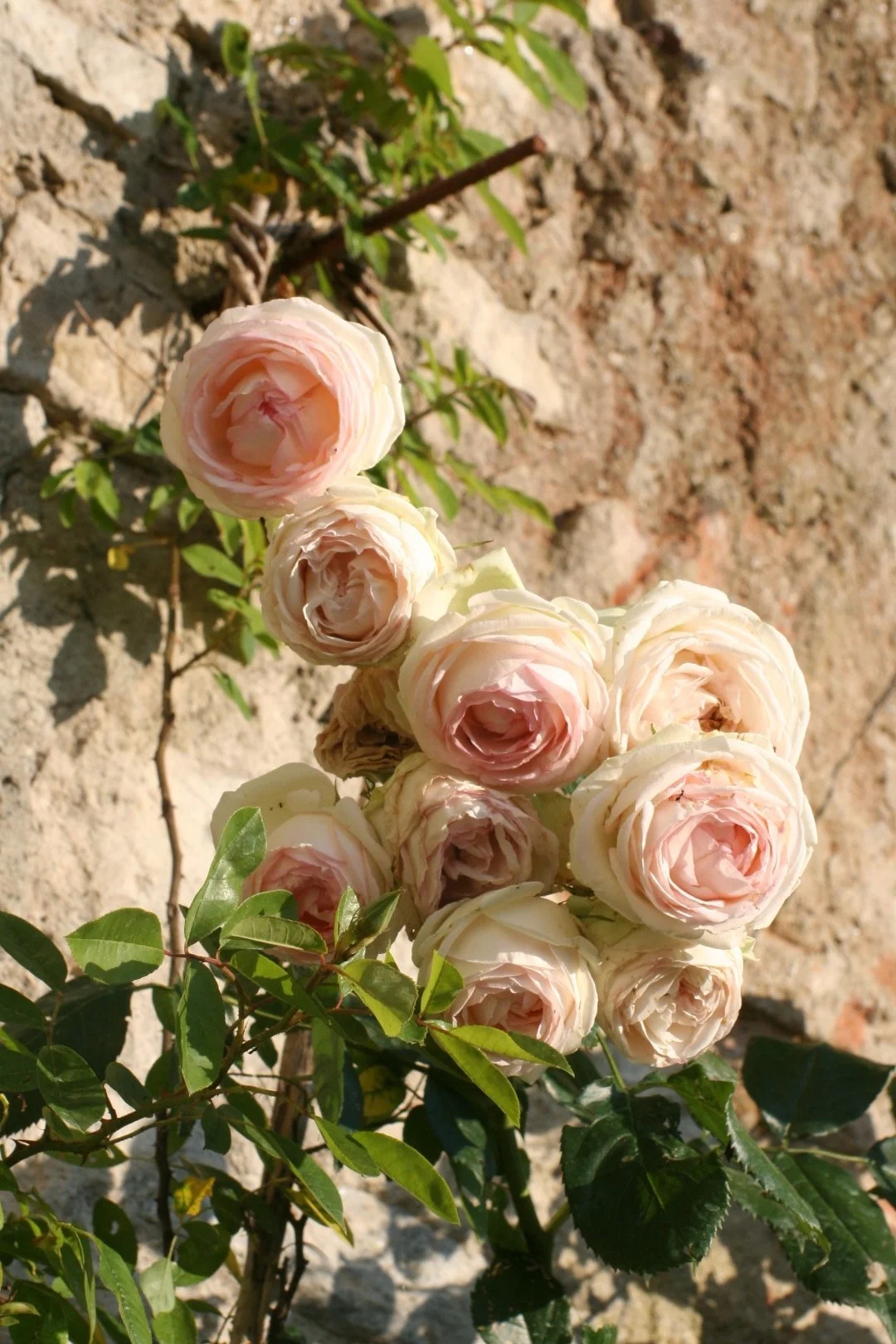 IMG_0048 (Grande) - Copia.JPG