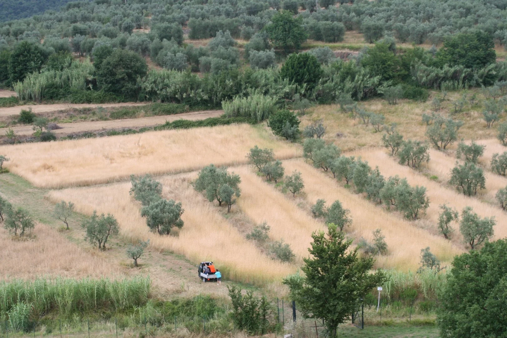 IMG_0428 (Grande).JPG