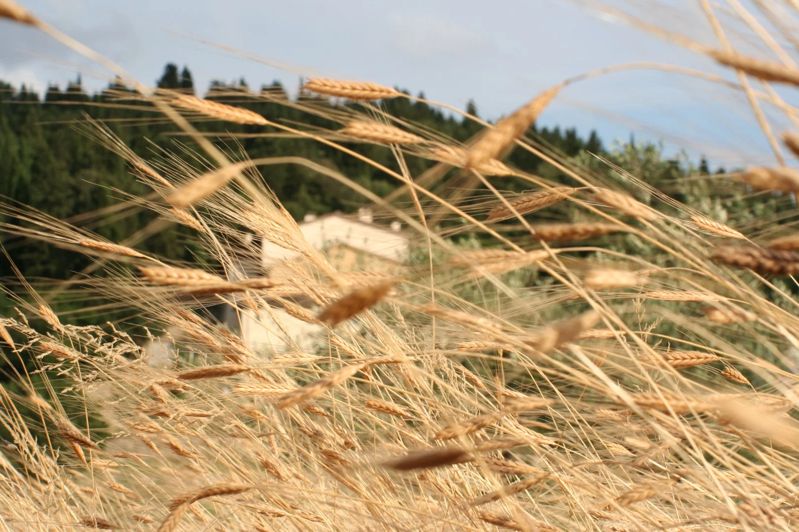 IMG_0659 (Grande).JPG