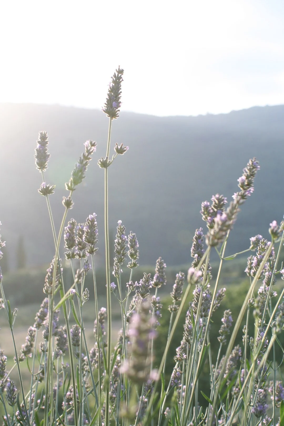 IMG_0843 (Grande).JPG