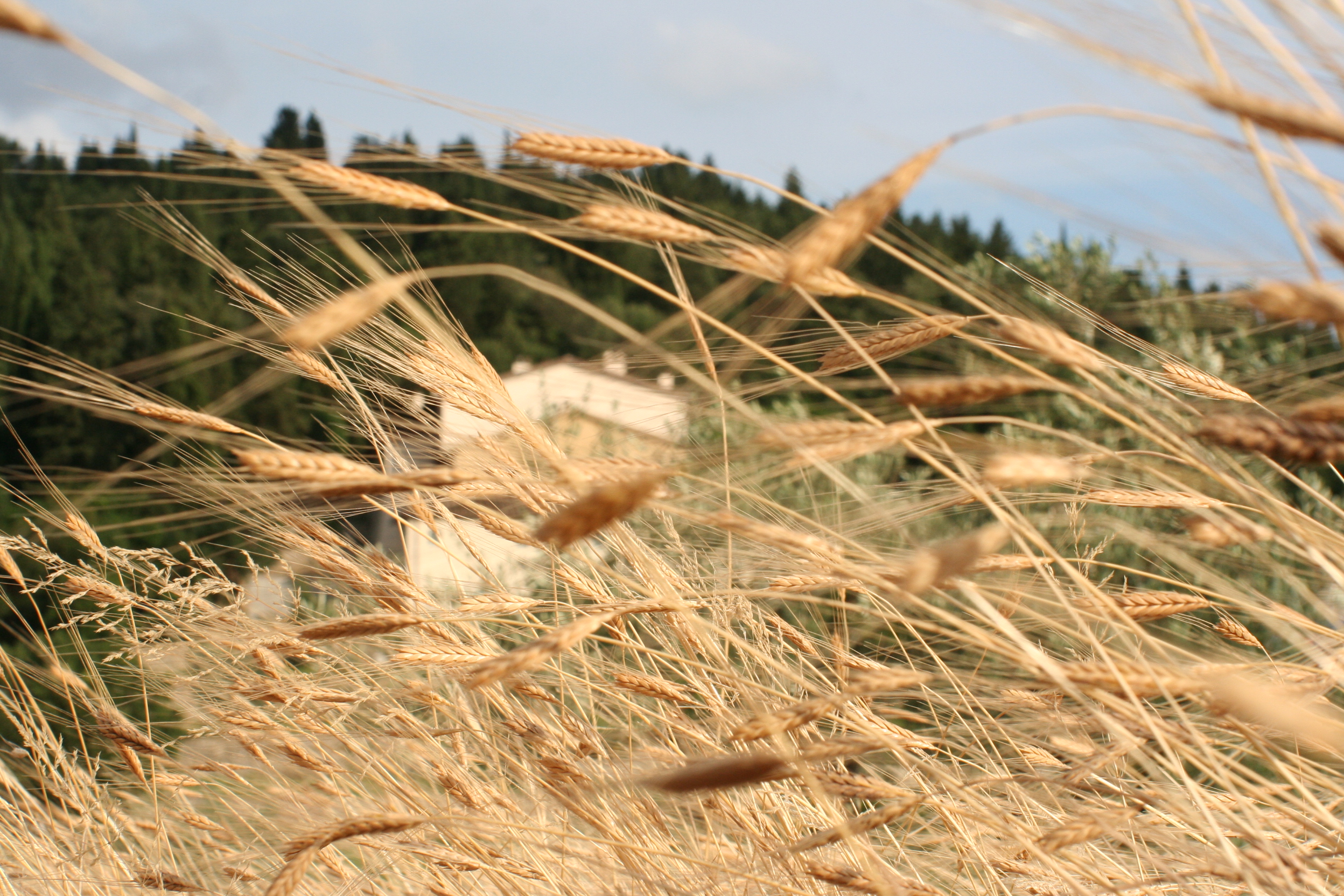 IMG_0659 - Copia.JPG