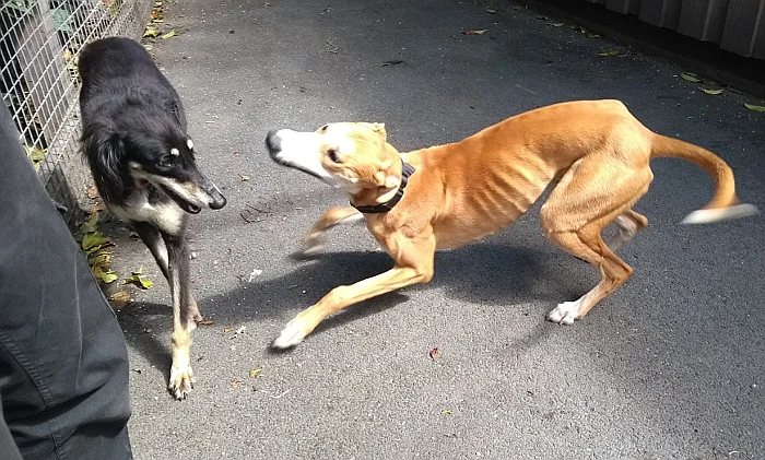 lurcher link muzzle shop