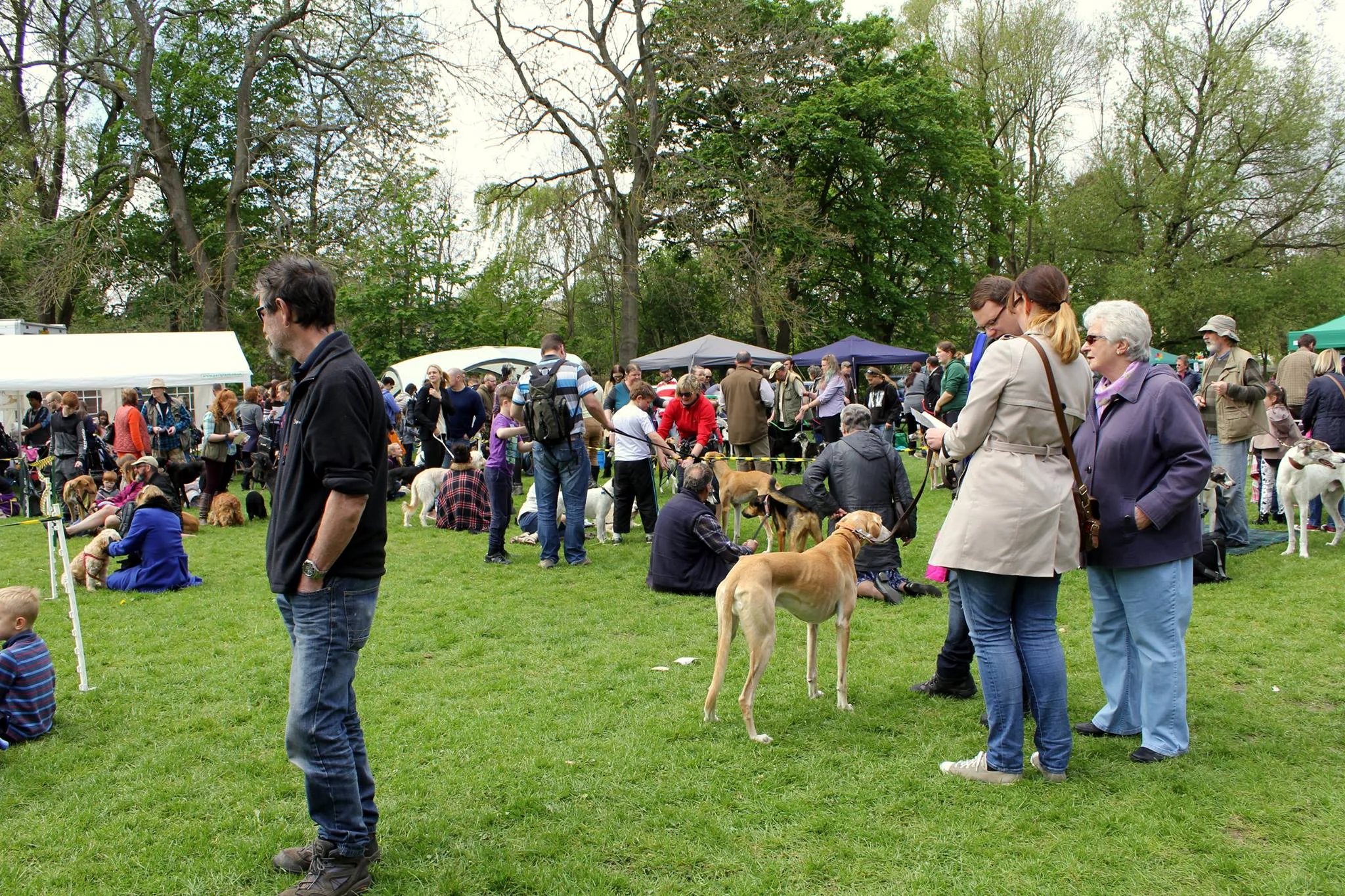 lurcher and terrier shows 2019