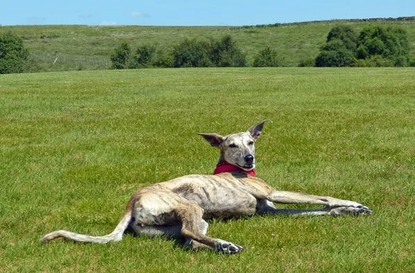 lurcher rescue south east