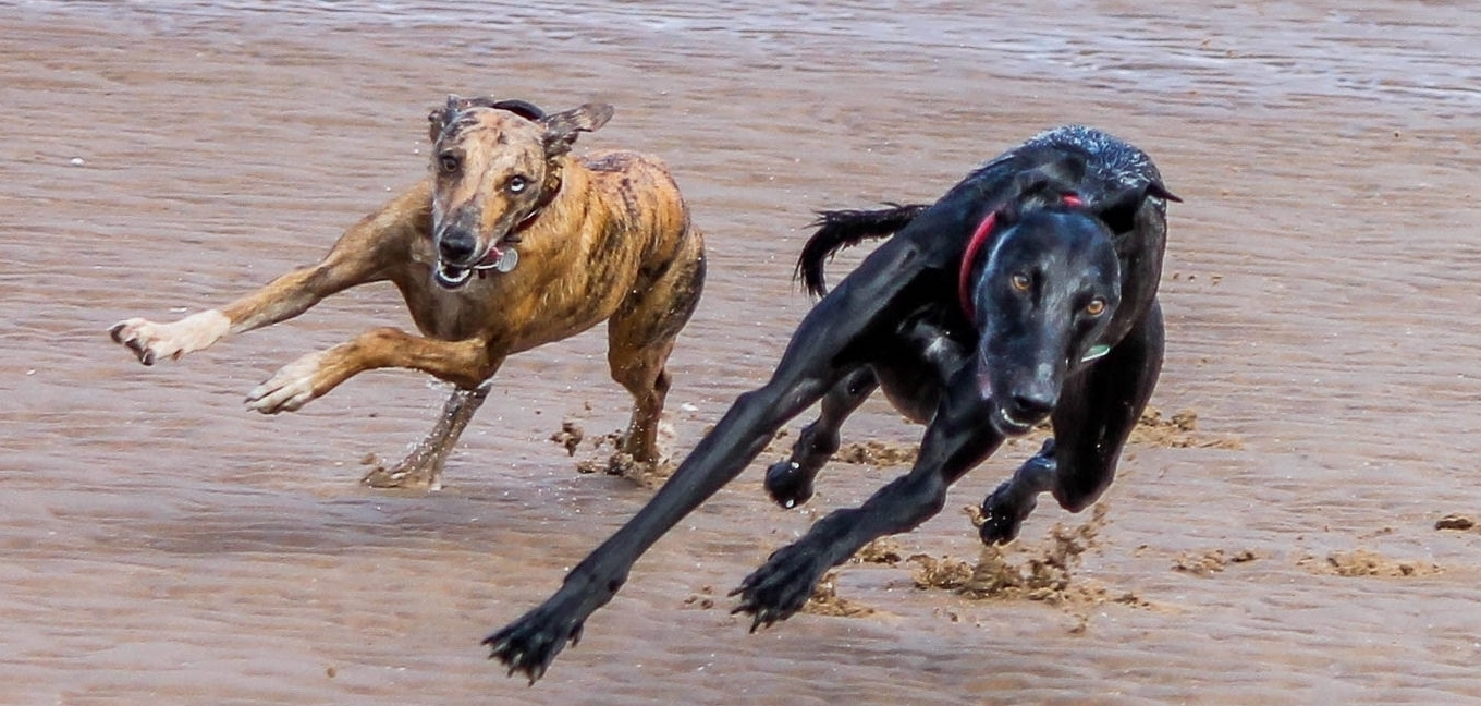 labradoodle cockapoo mix