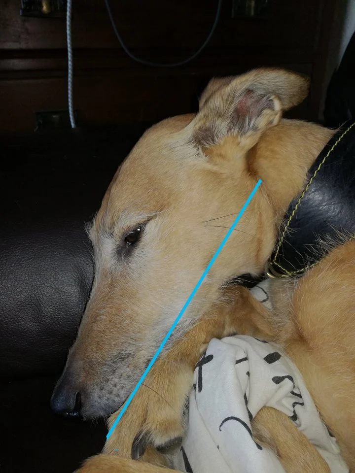 DannyMuzzleMeasurement.jpg