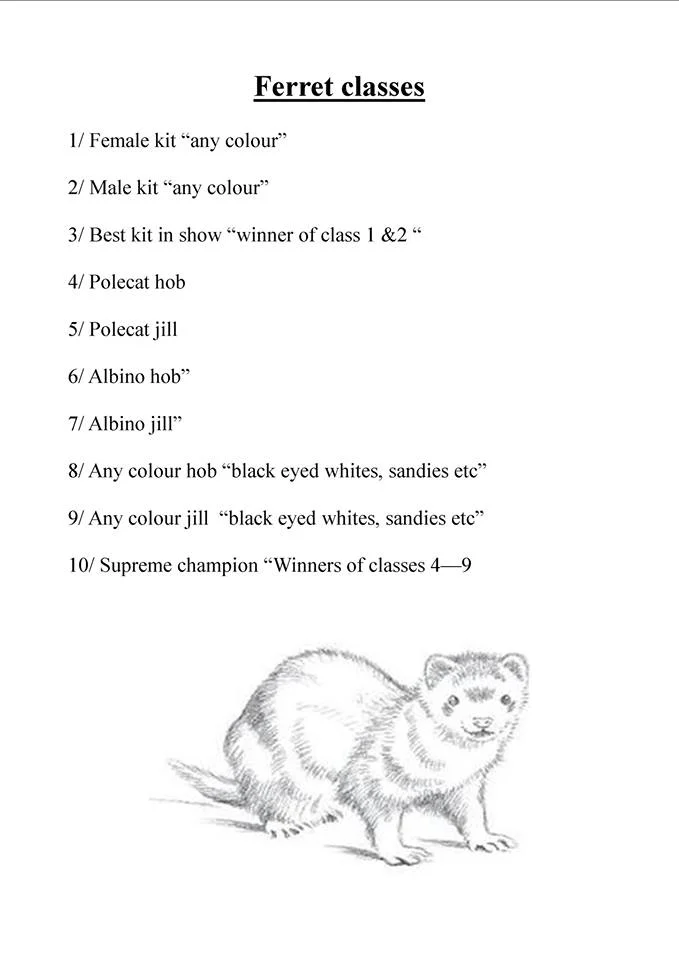Ferret.jpg