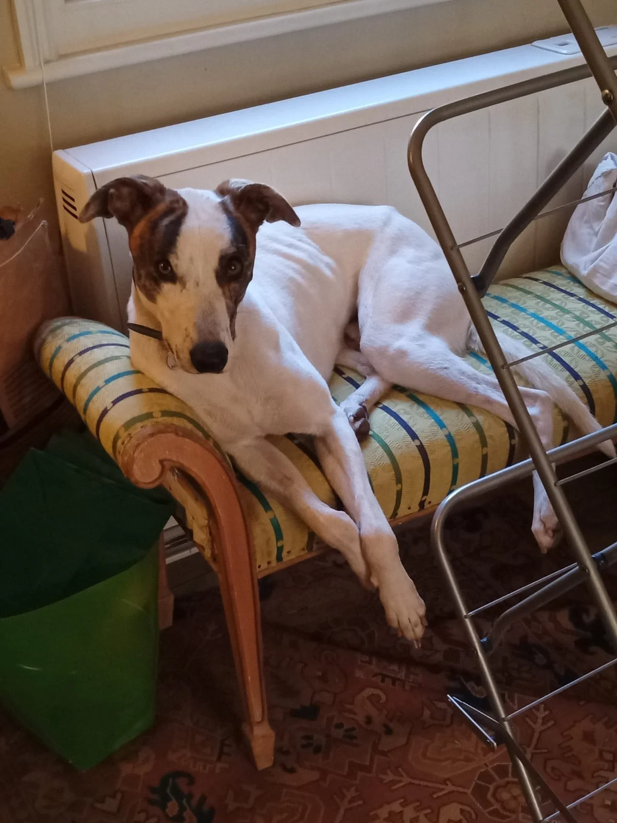 Dogs Needing Homes — Lurcher Link