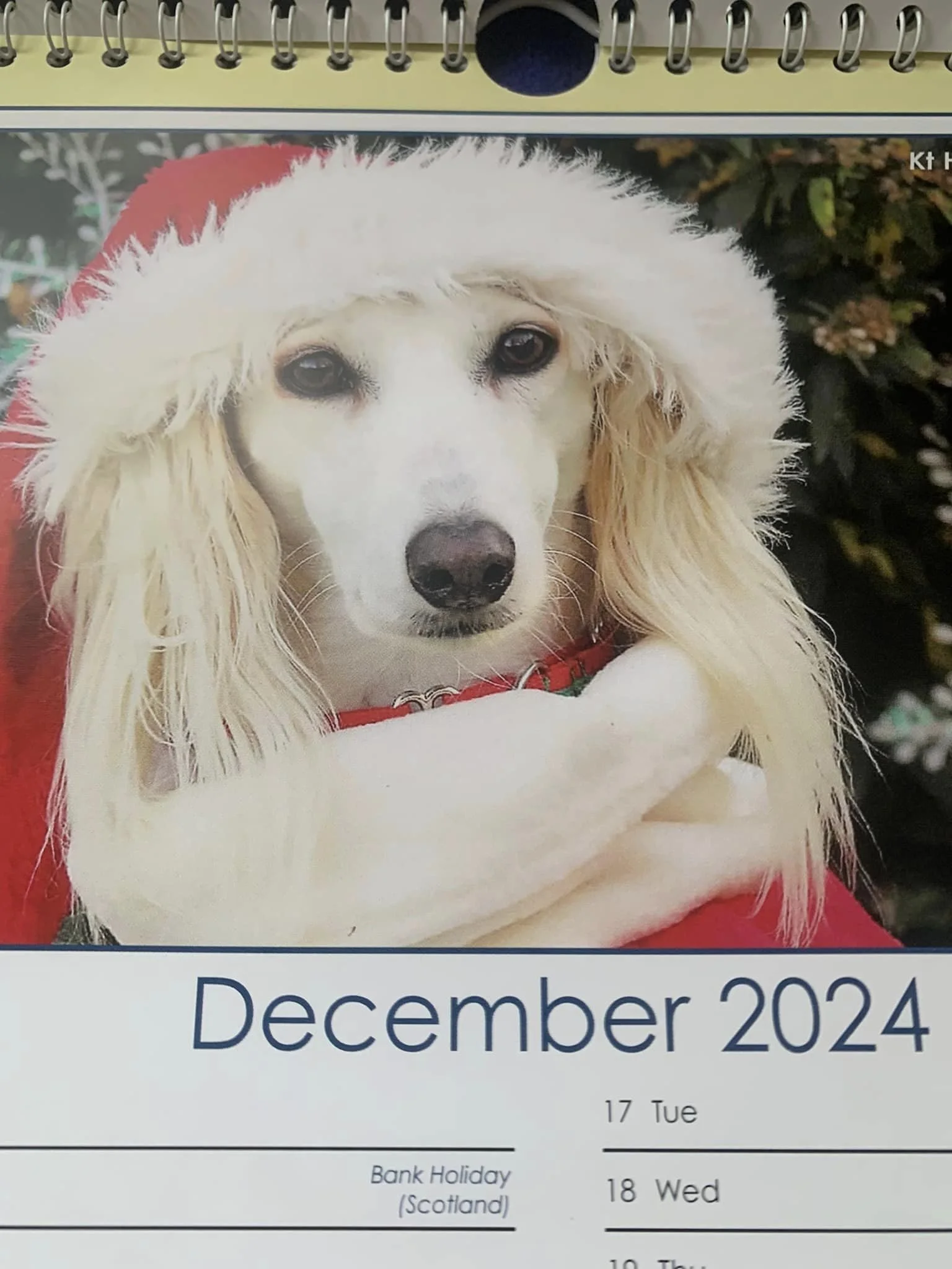 Lurcher Link 2024 Calendar — Lurcher Link