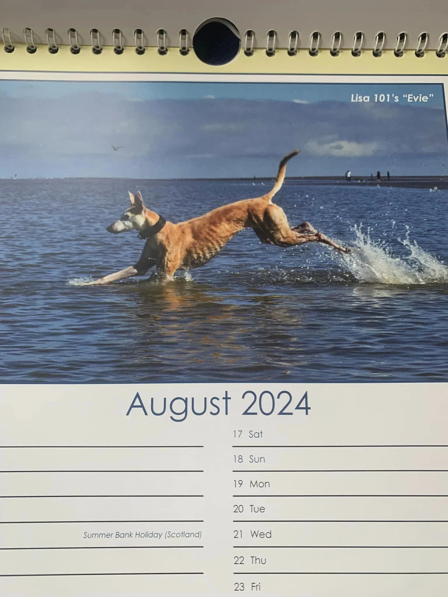 Lurcher Link 2024 Calendar — Lurcher Link