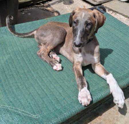 CHASE pup in W Yorks