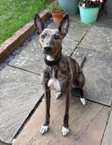 BELLA in Yorks