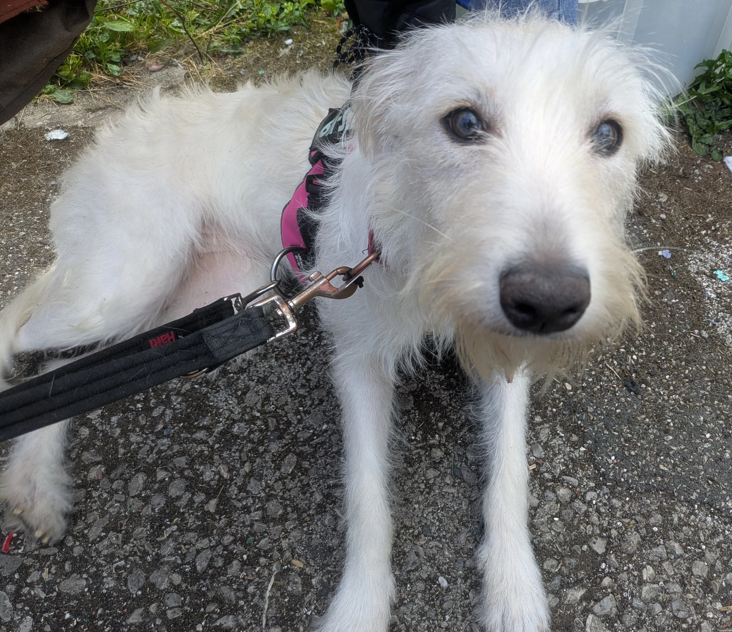 MOLLY in West Yorks