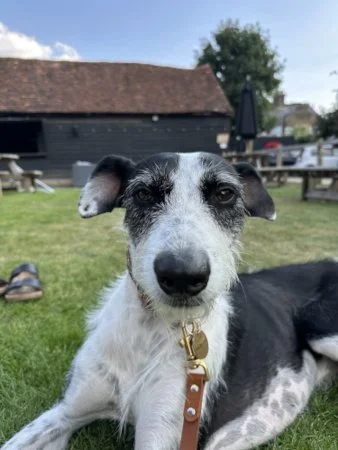 LUCKY in HERTS