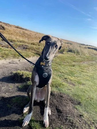 NORMAN - 6 month old pup in W Yorks