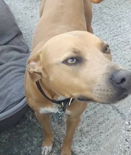THOR in N Wales - cat friendly